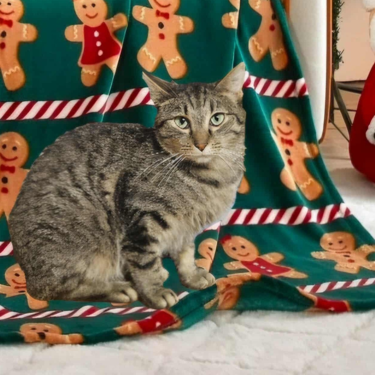 Max, a Adoptable Tabby in Claridge, PA image 3/4