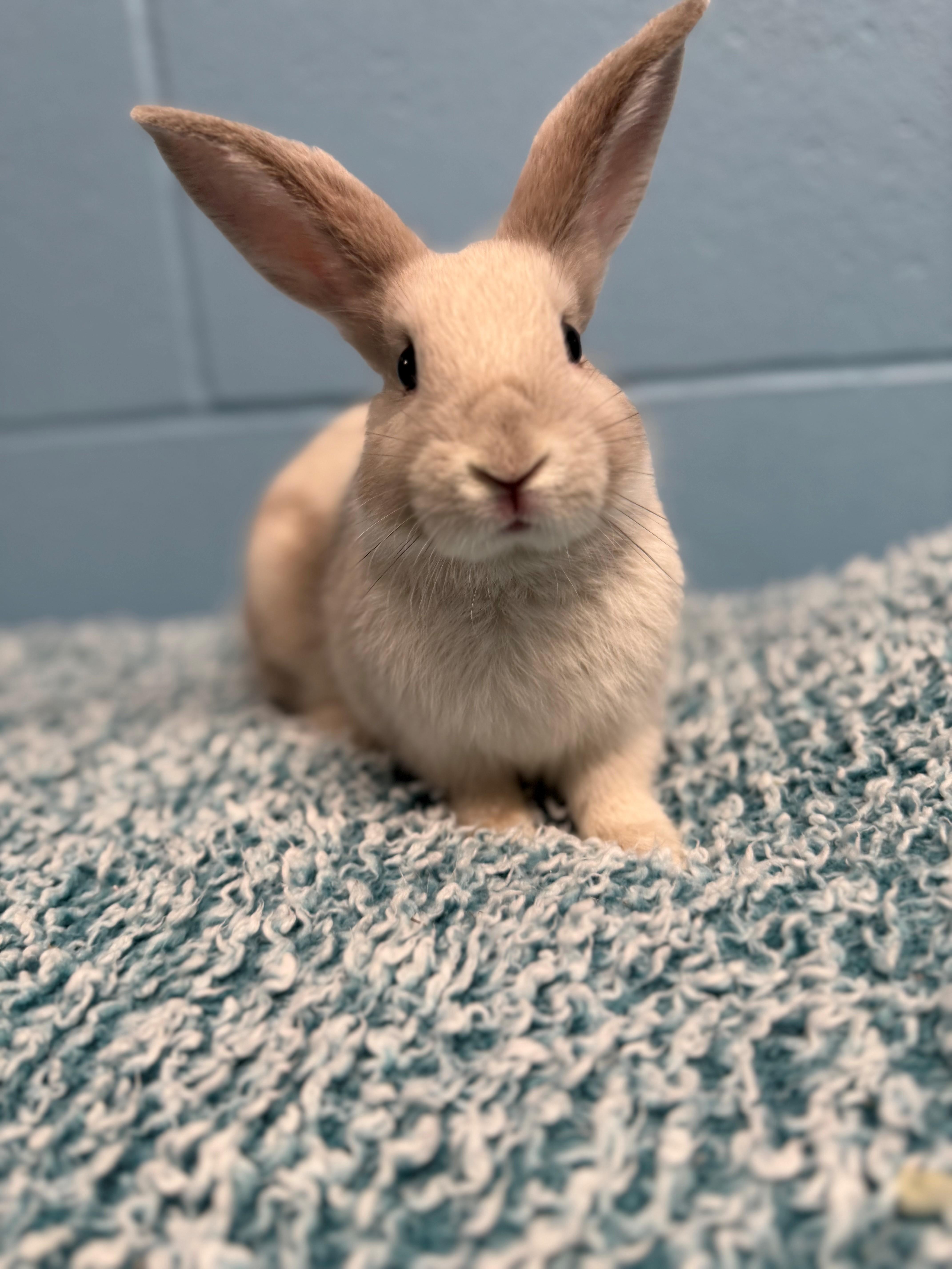 Enlarge Feta, a ADOPTABLE mixed breed in Delta, BC image 1/1