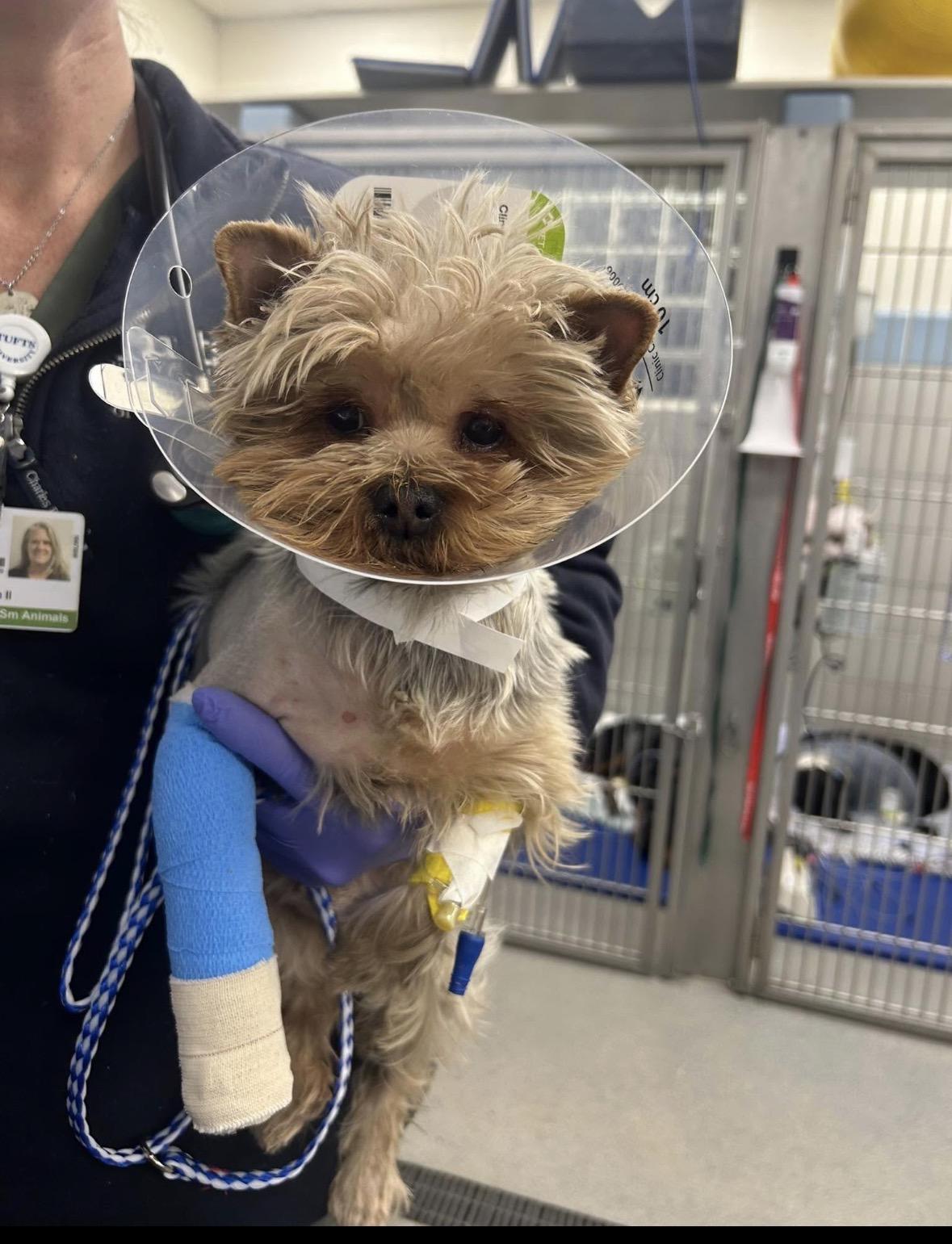 Enlarge Tori Help Needed!, a ADOPTABLE Yorkshire Terrier in Taunton, MA image 1/1