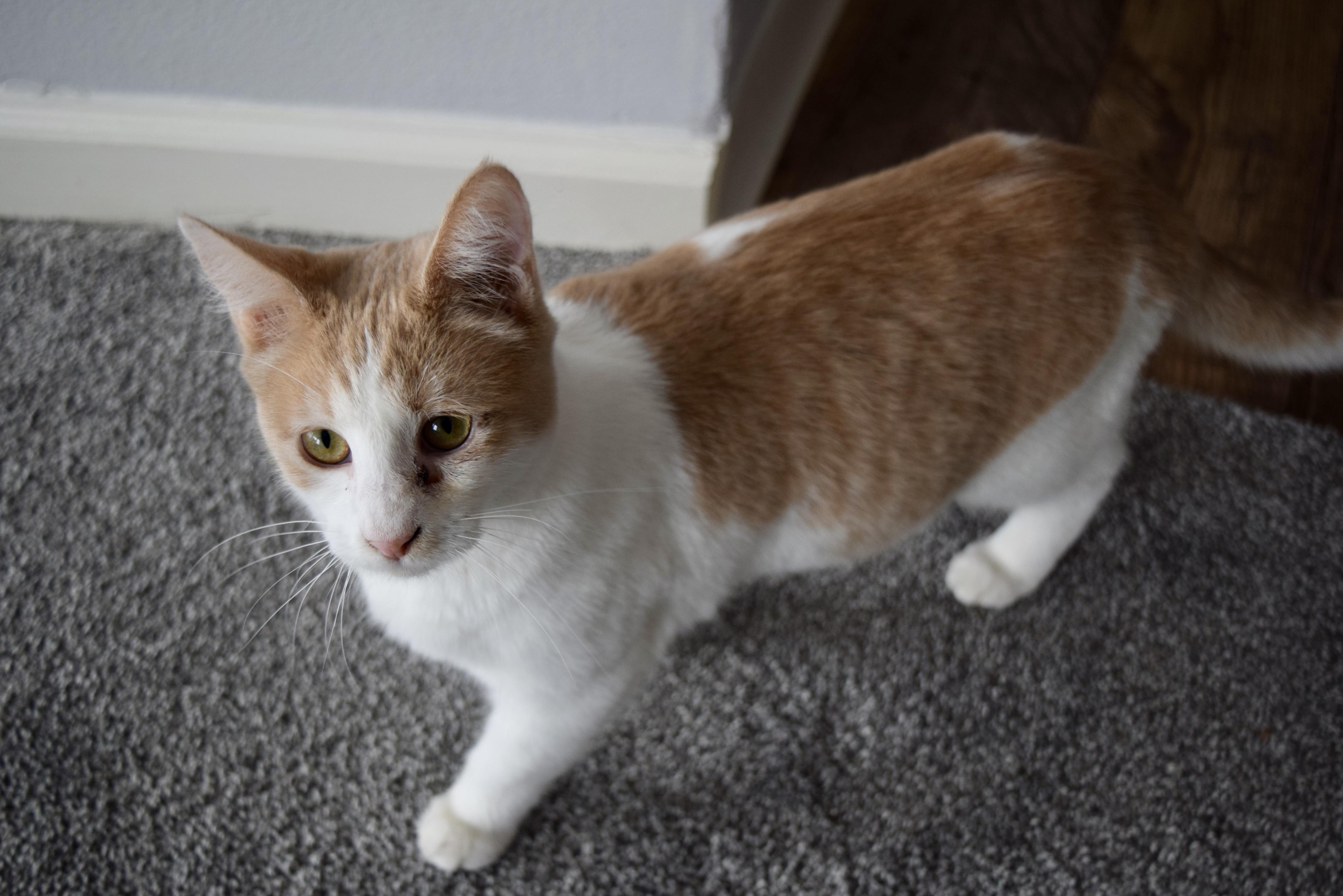 Trisha, Adopted, Adult Female Domestic Short Hair.