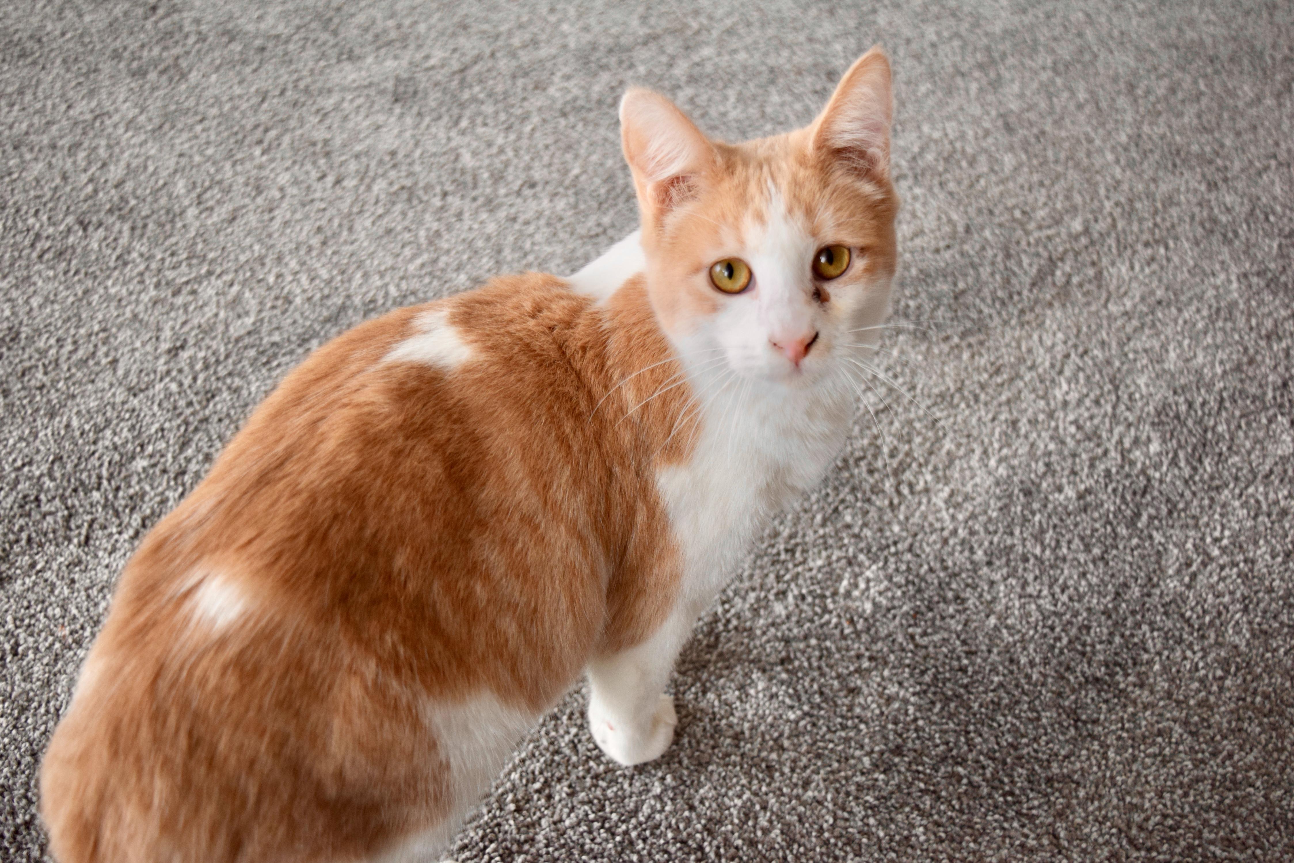 Enlarge Trisha, a Adopted Domestic Short Hair in San Francisco, CA image 2/6