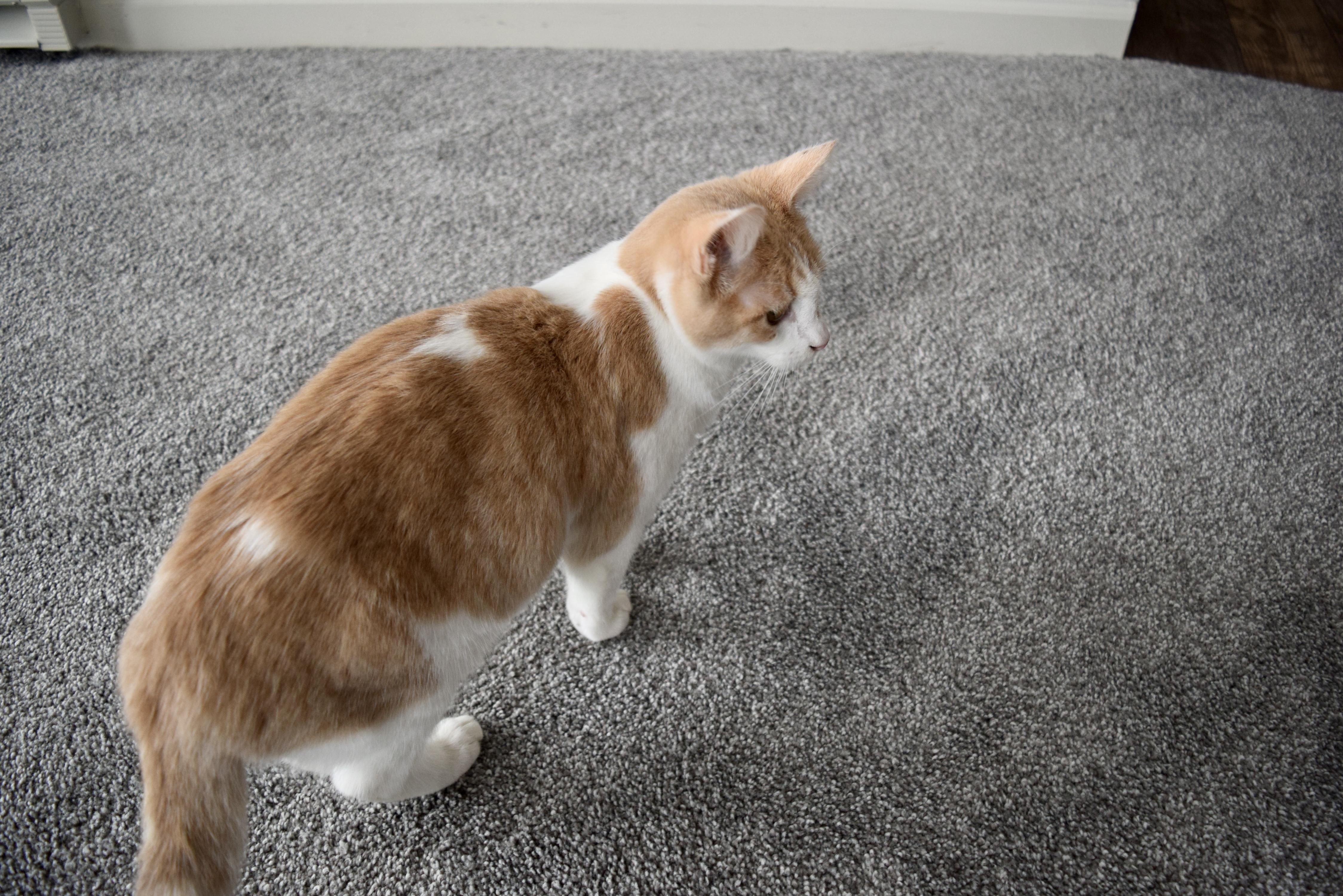 Enlarge Trisha, a Adopted Domestic Short Hair in San Francisco, CA image 4/6