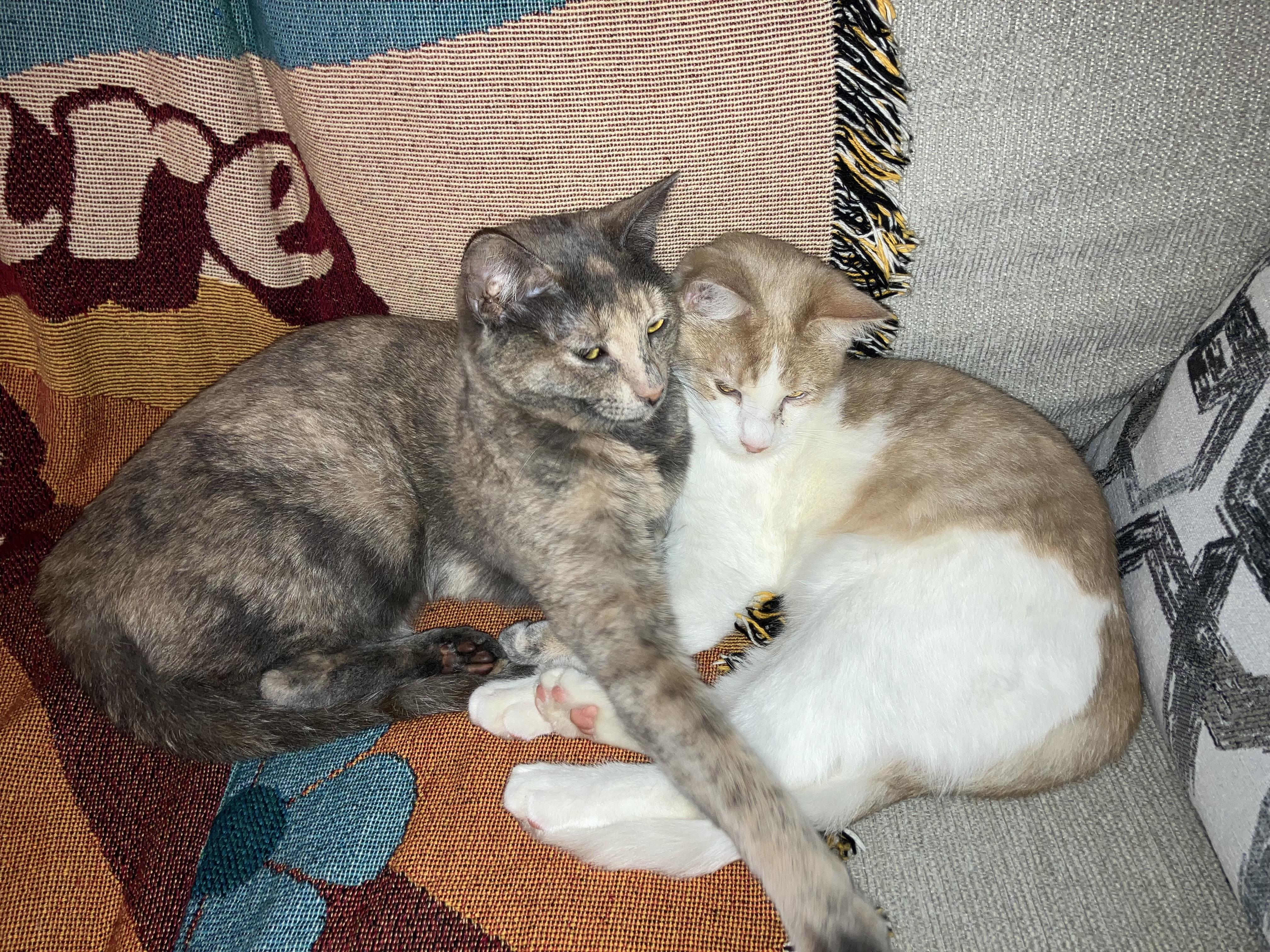 Enlarge Trisha, a Adopted Domestic Short Hair in San Francisco, CA image 5/6