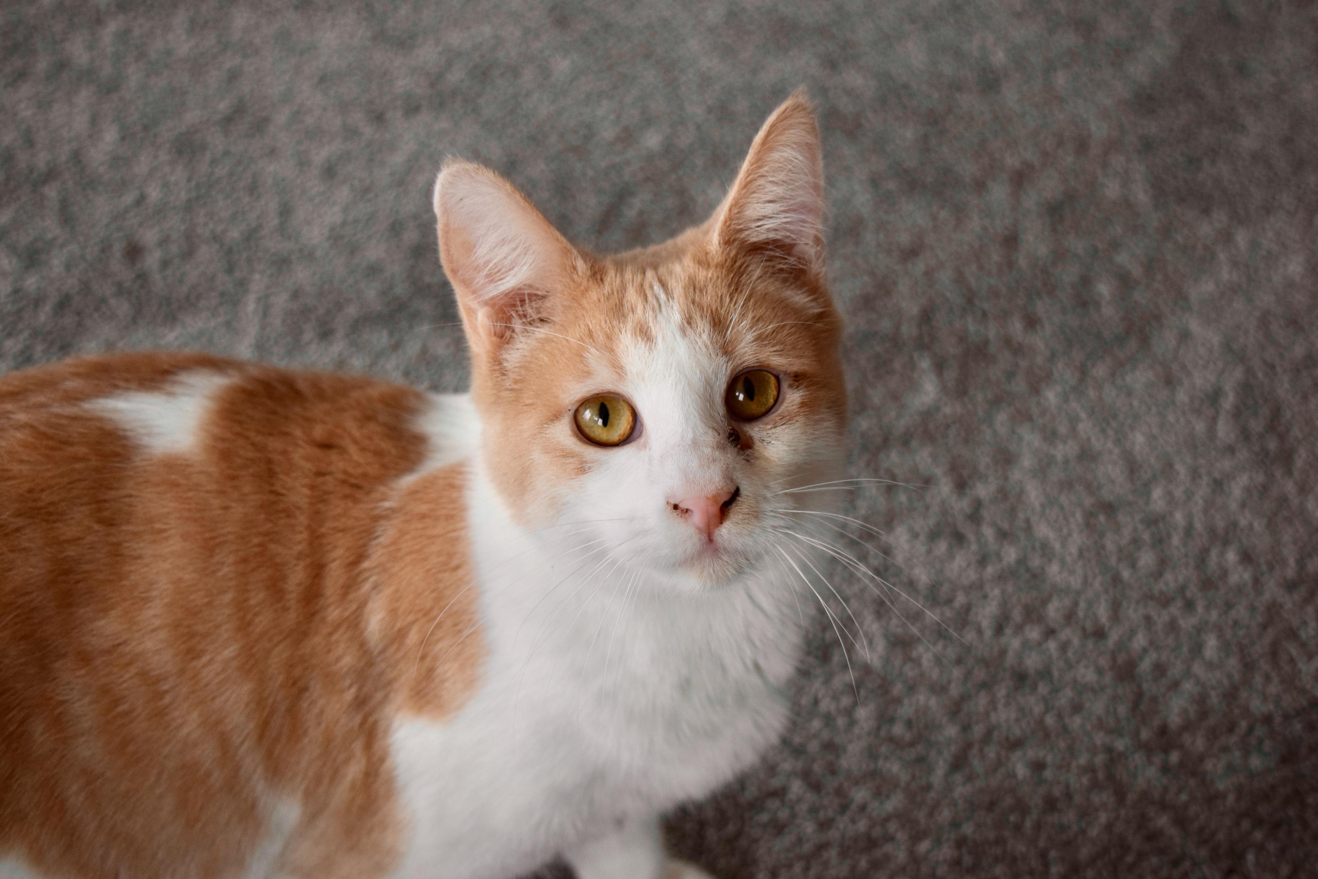 Enlarge Trisha, a Adopted Domestic Short Hair in San Francisco, CA image 6/6