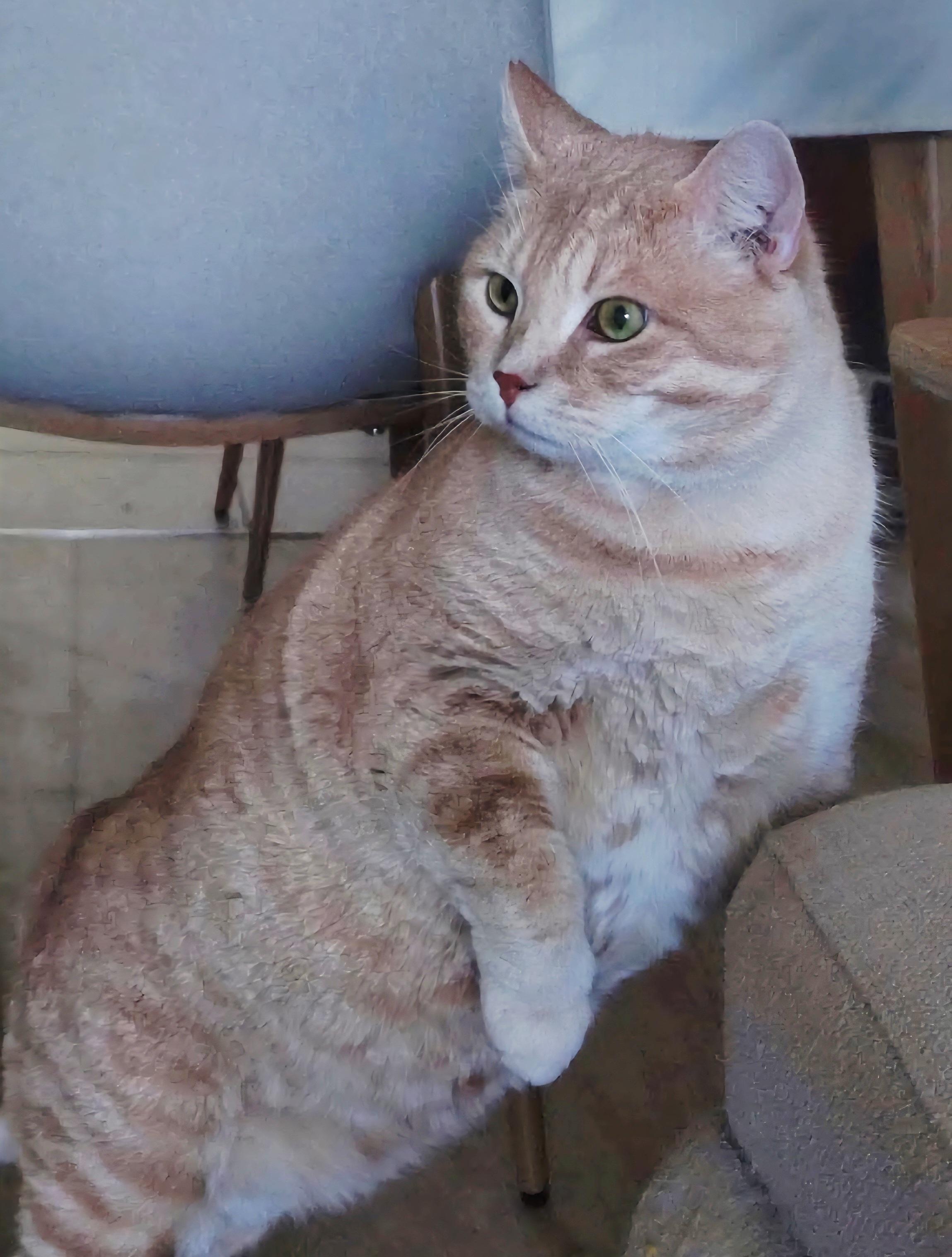 Mango, a ADOPTABLE Domestic Short Hair in Verdun, QC image 1/4