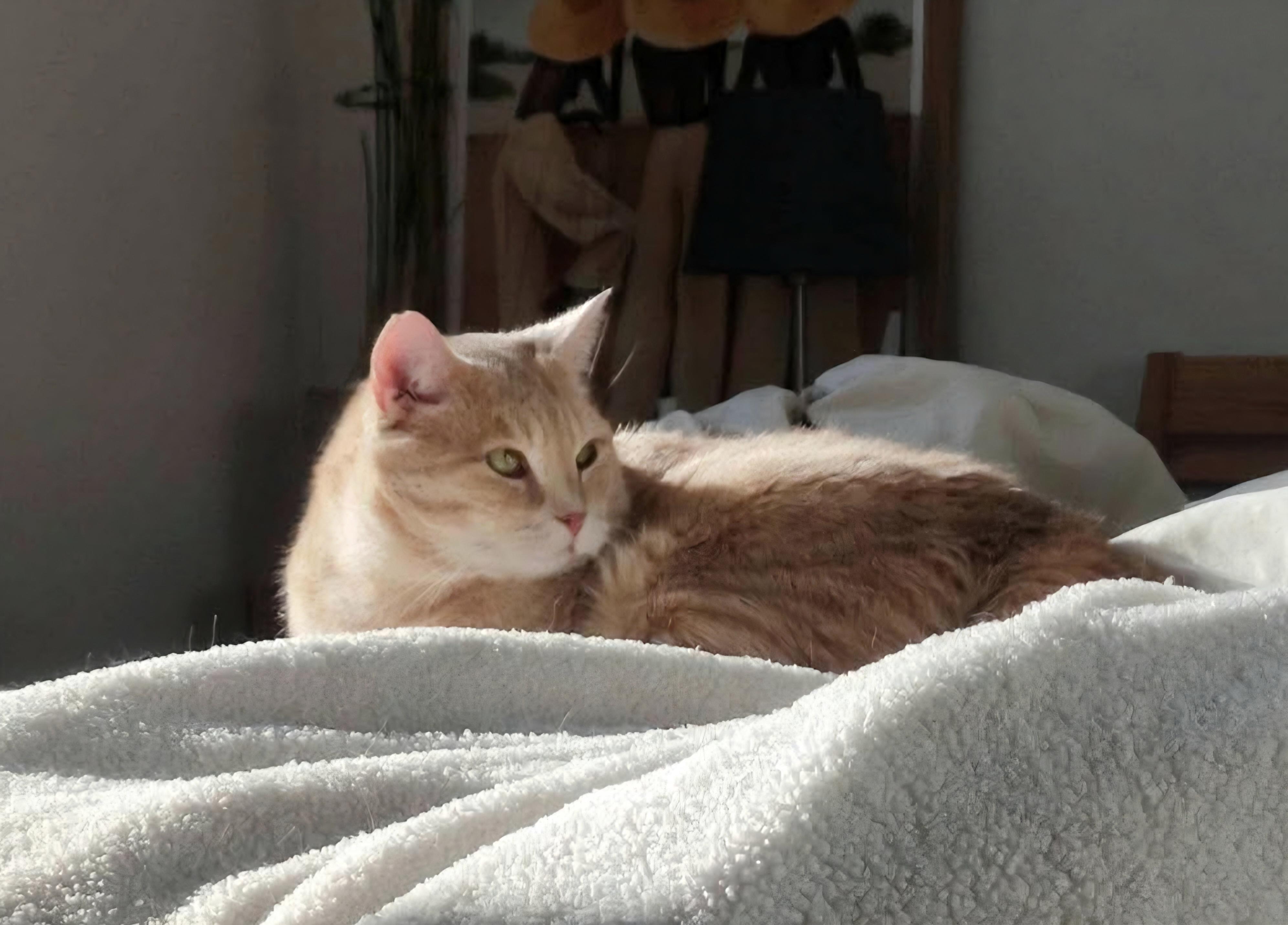 Mango, a ADOPTABLE Domestic Short Hair in Verdun, QC image 2/4
