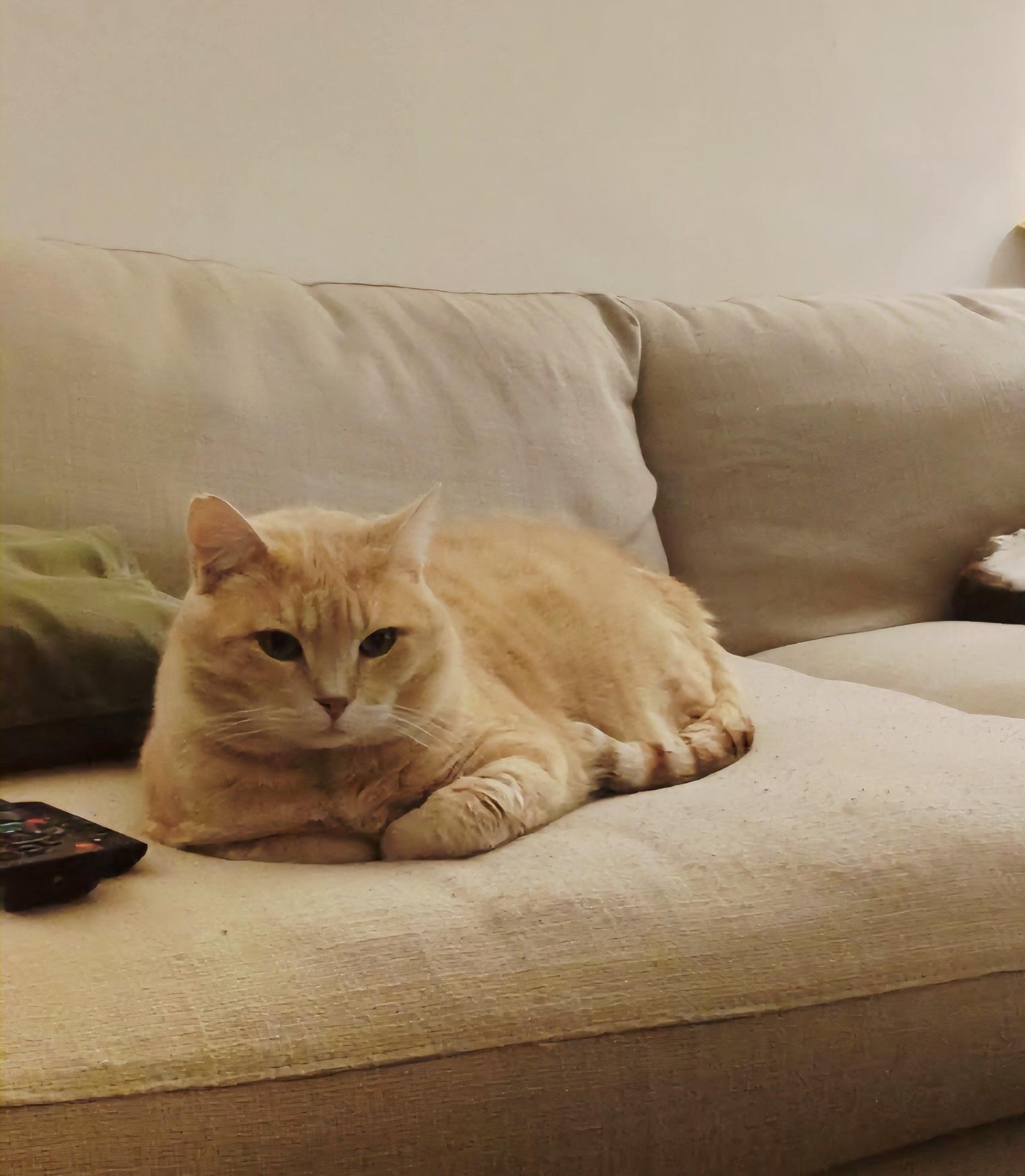 Mango, a ADOPTABLE Domestic Short Hair in Verdun, QC image 4/4