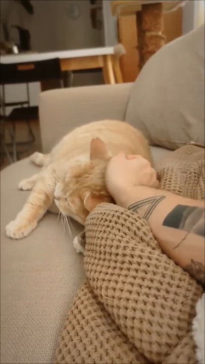 Enlarge Mango, a ADOPTABLE Domestic Short Hair in Verdun, QC video 3/4