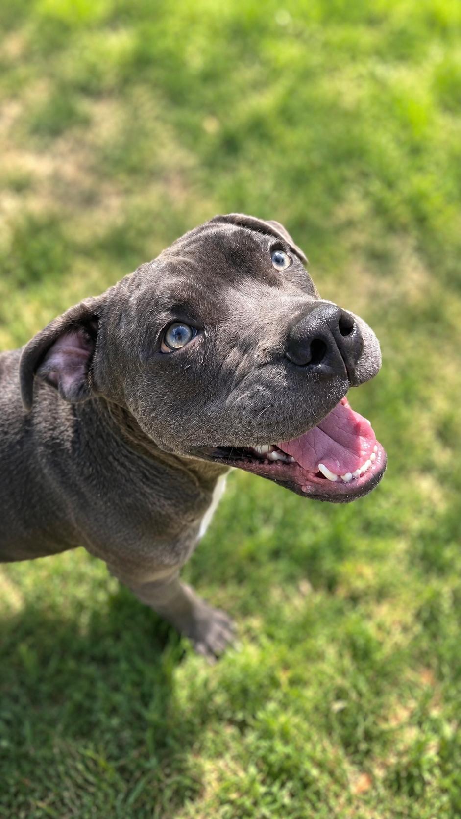 Enlarge Rocket, a Adoptable mixed breed in Humble, TX image 2/4