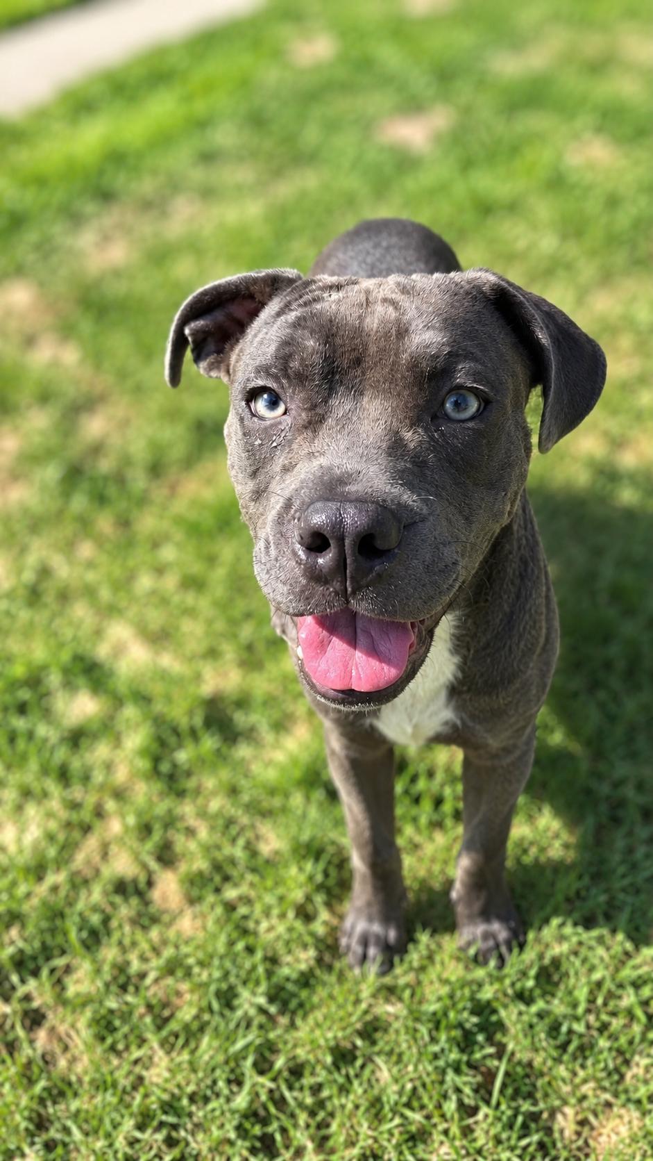 Enlarge Rocket, a Adoptable mixed breed in Humble, TX image 4/4