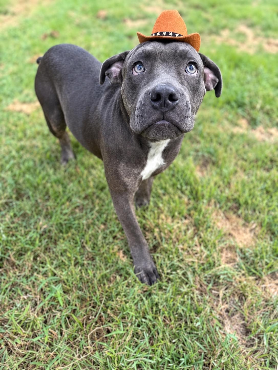 Enlarge Rocket, a Adoptable mixed breed in Humble, TX image 1/4
