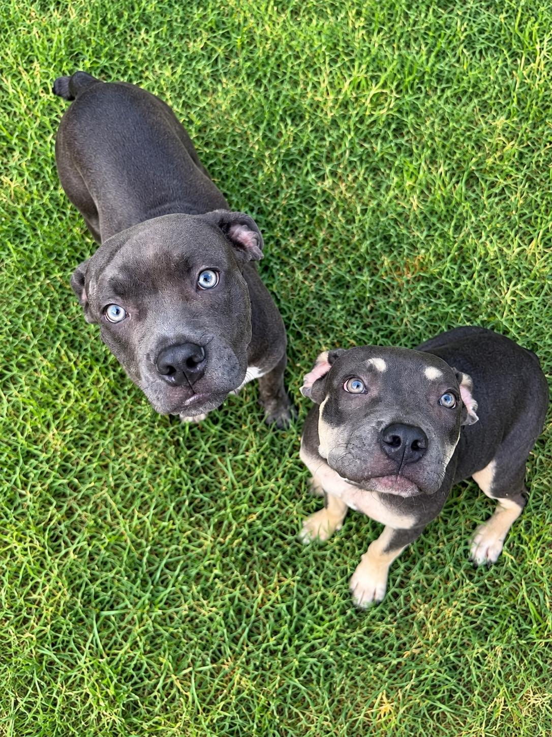 Enlarge Rocket, a Adoptable mixed breed in Humble, TX image 3/4