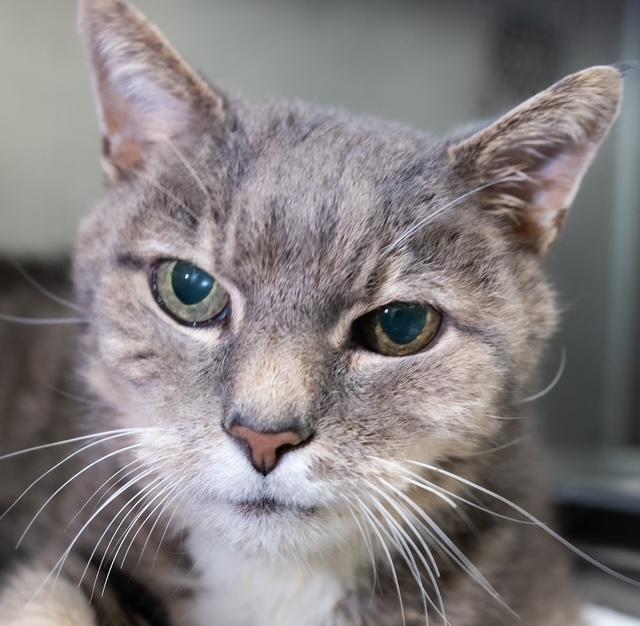 Enlarge MISTER, a Adoptable Domestic Medium Hair in Boston, MA image 1/1
