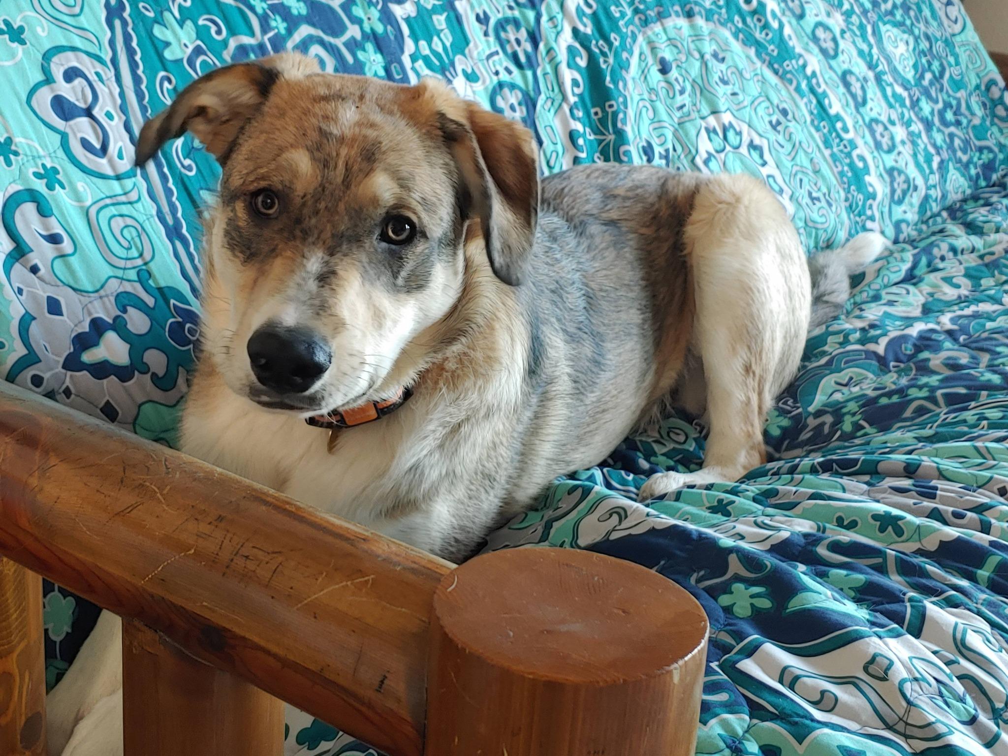 Willow, a ADOPTABLE mixed breed in Aspen, CO image 3/5