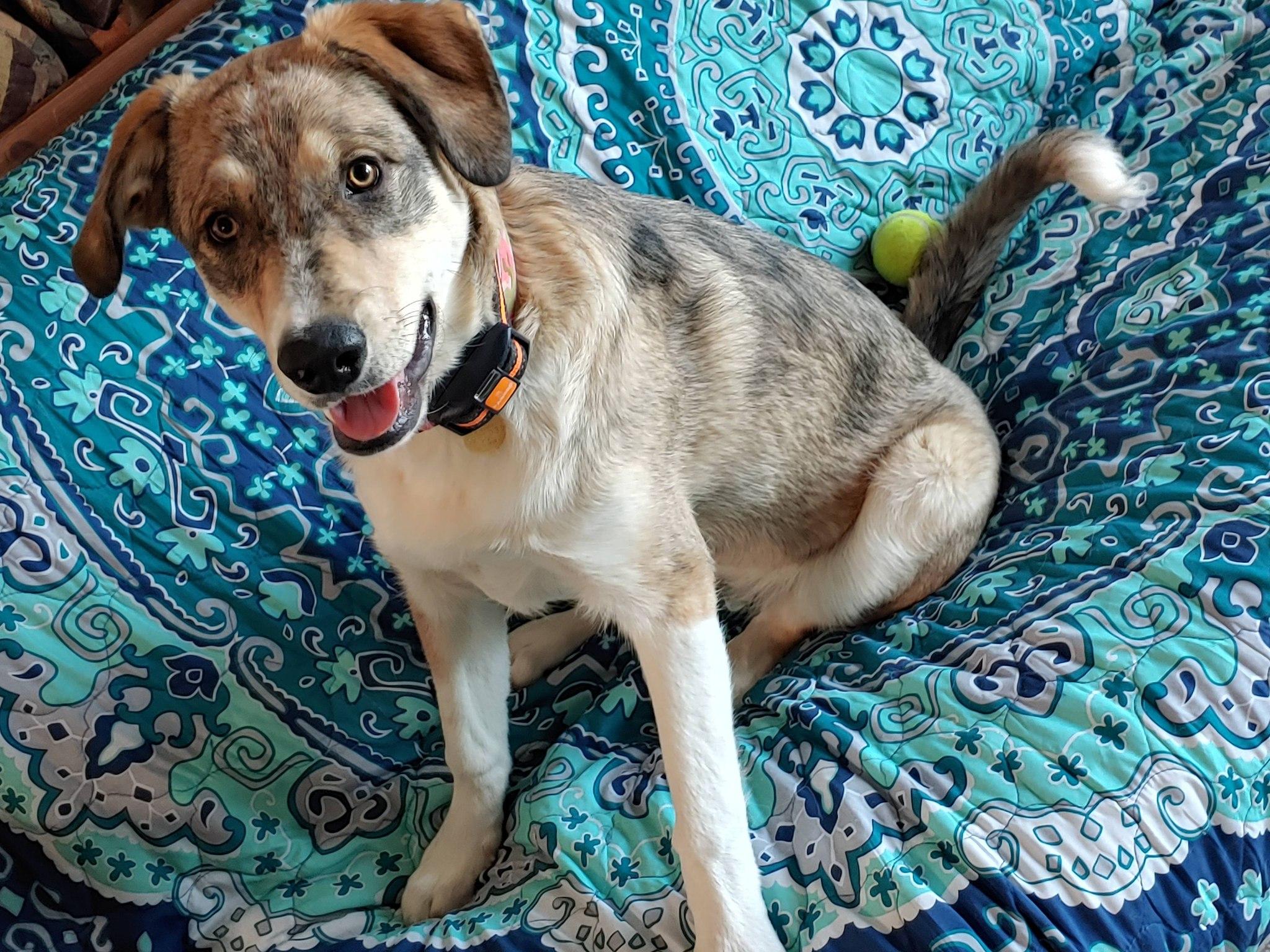 Willow, a ADOPTABLE mixed breed in Aspen, CO image 4/5