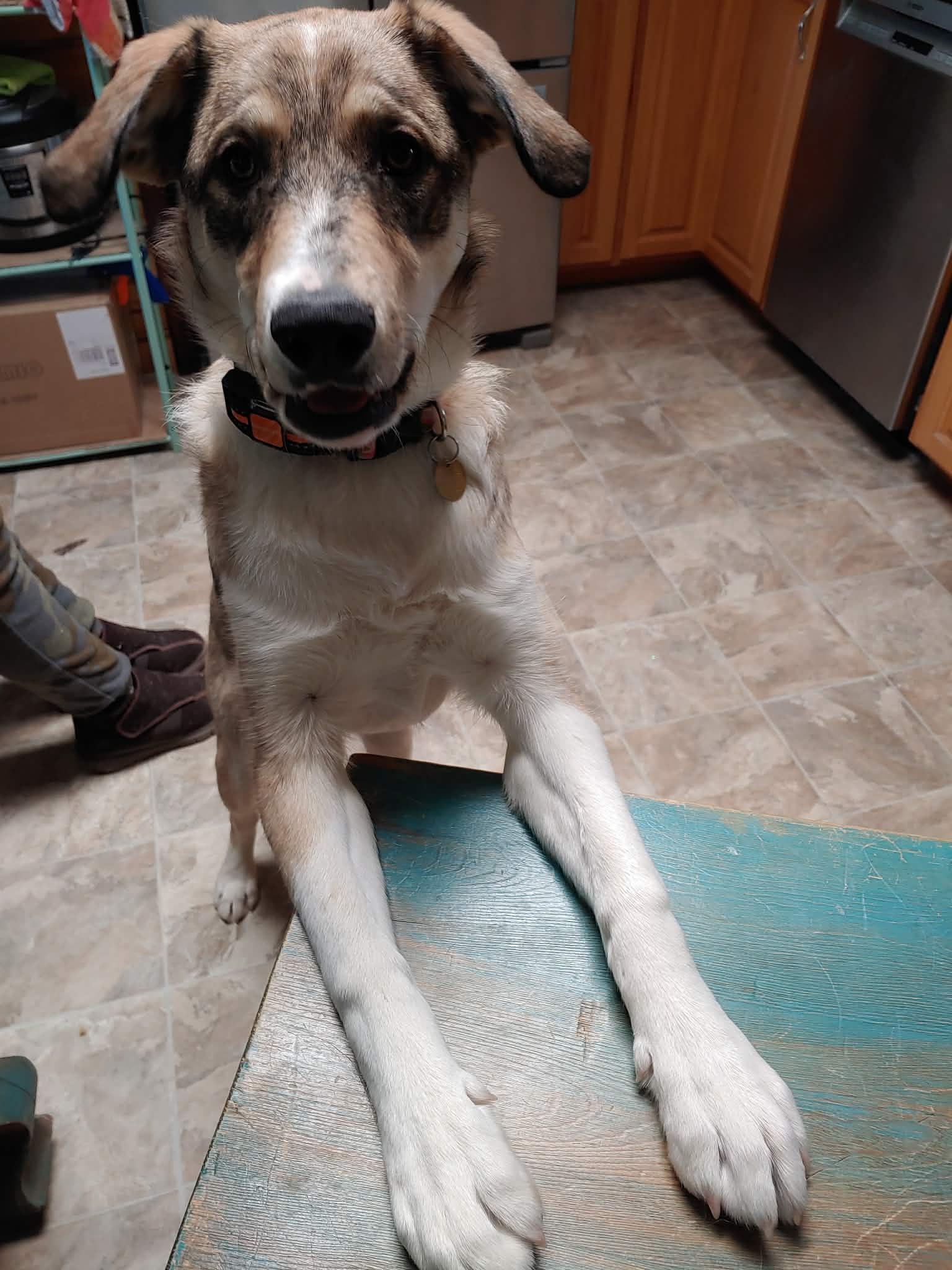 Willow, a ADOPTABLE mixed breed in Aspen, CO image 1/5