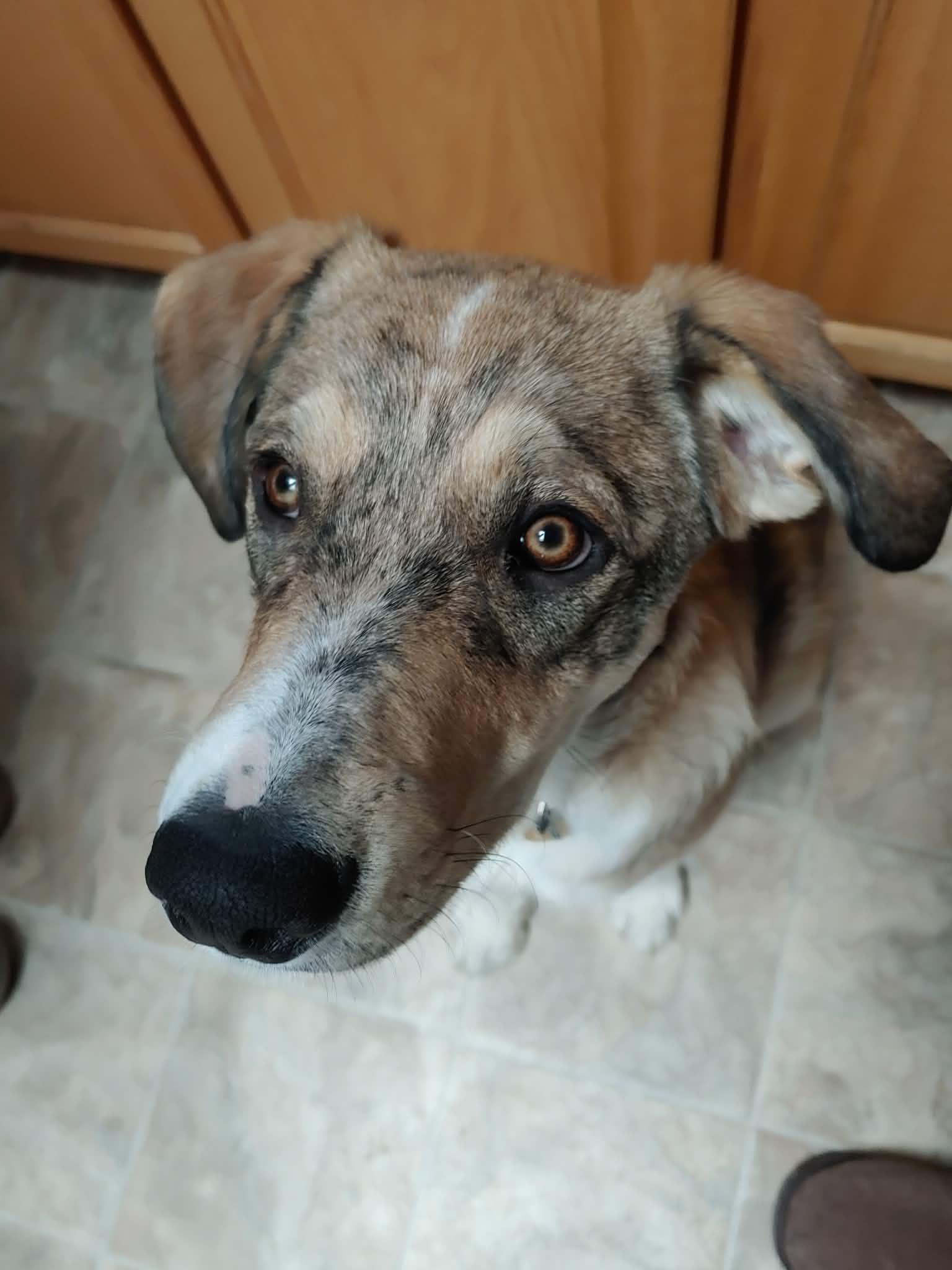 Willow, a ADOPTABLE mixed breed in Aspen, CO image 2/5