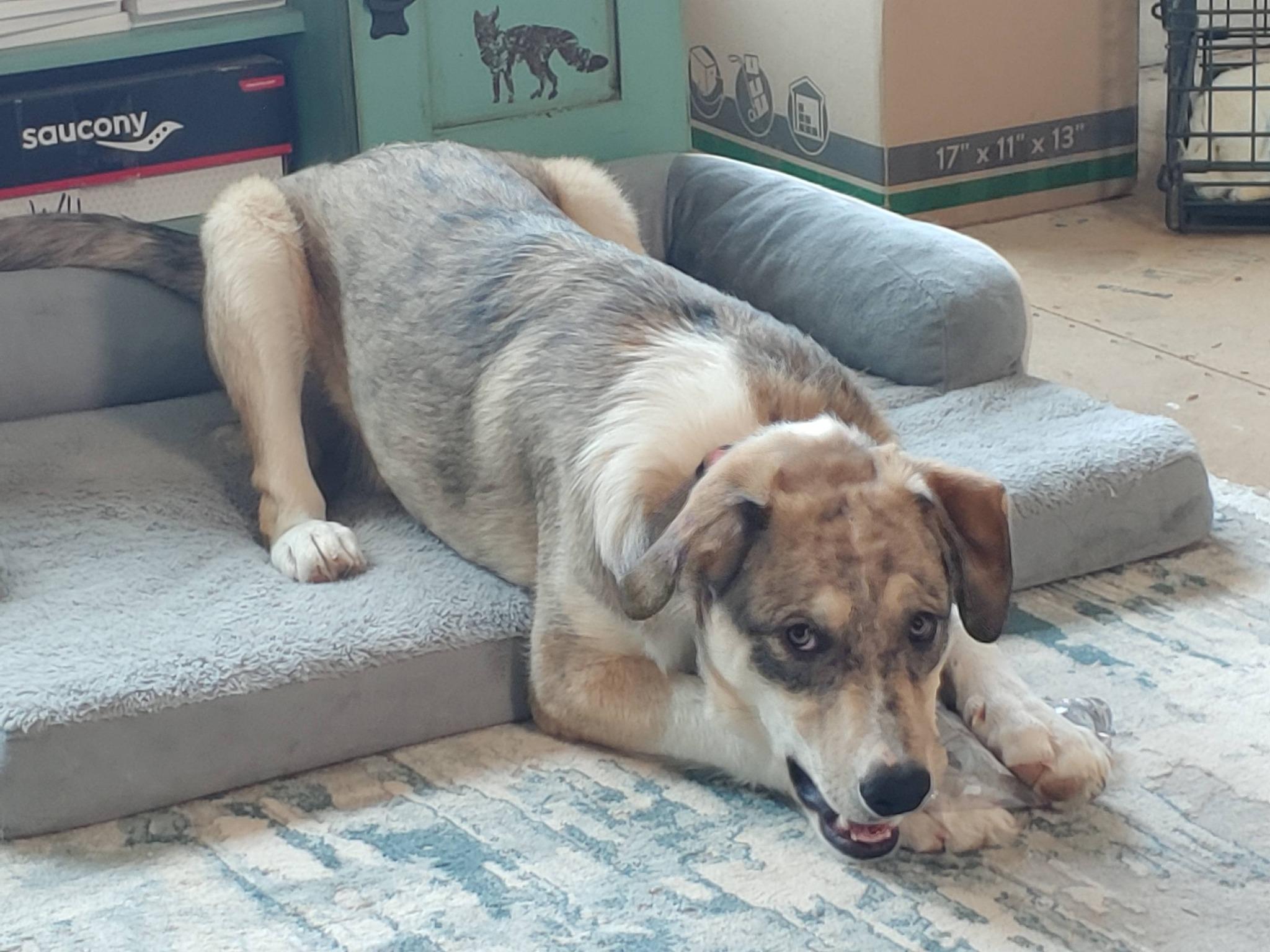 Willow, a ADOPTABLE mixed breed in Aspen, CO image 5/5