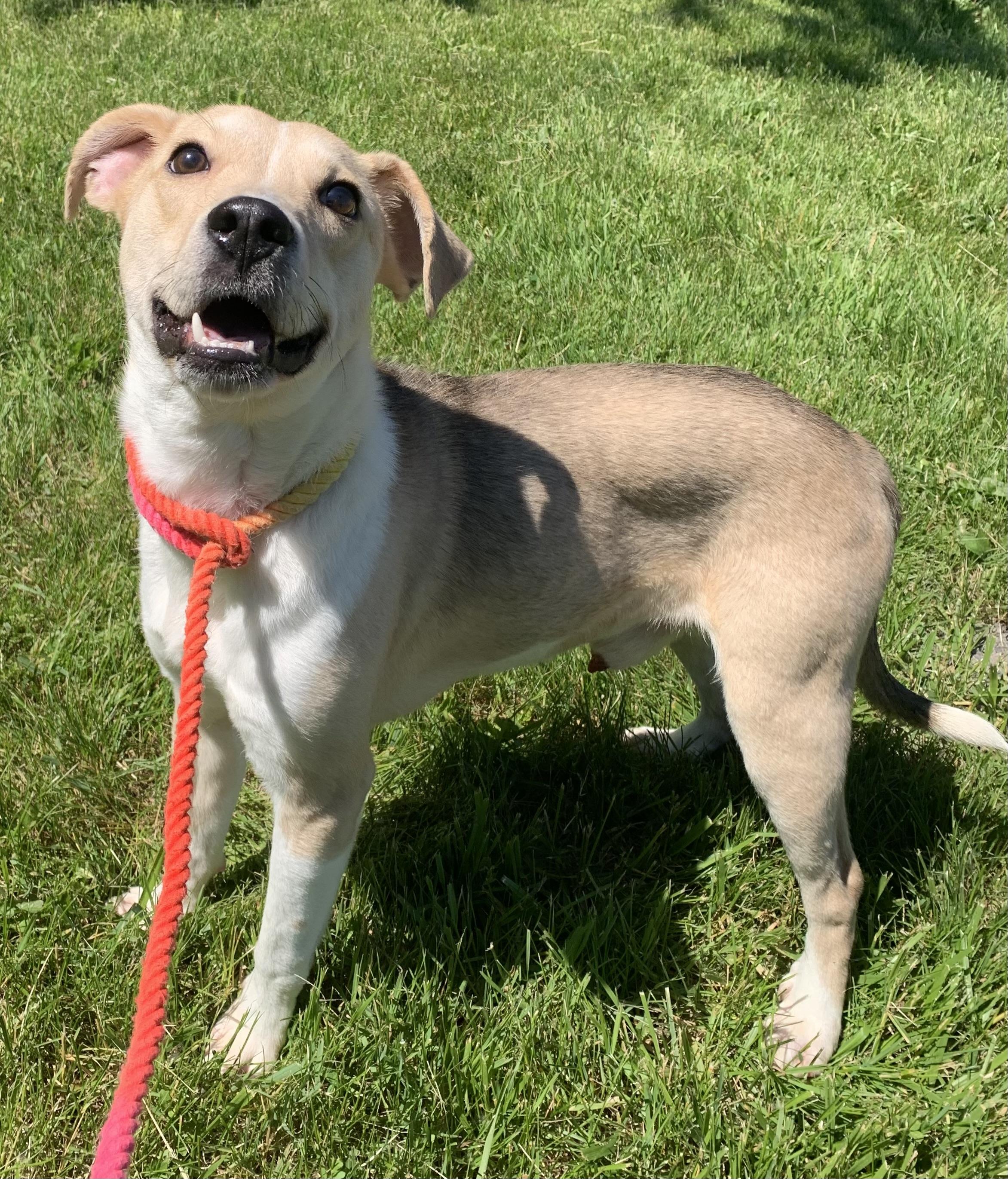 Enlarge Buddy, a ADOPTABLE mixed breed in Massena, NY image 4/5