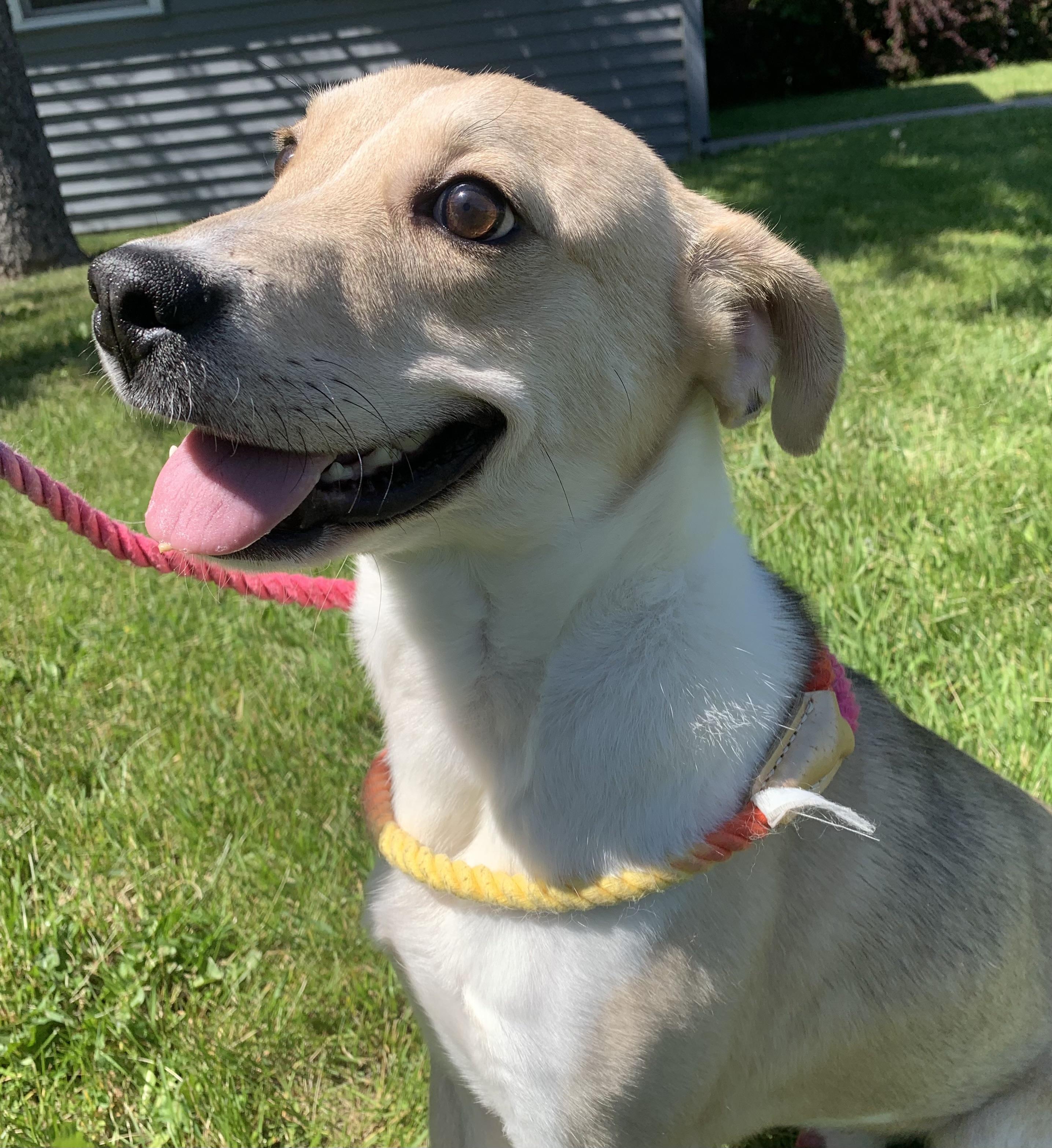 Enlarge Buddy, a ADOPTABLE mixed breed in Massena, NY image 2/5