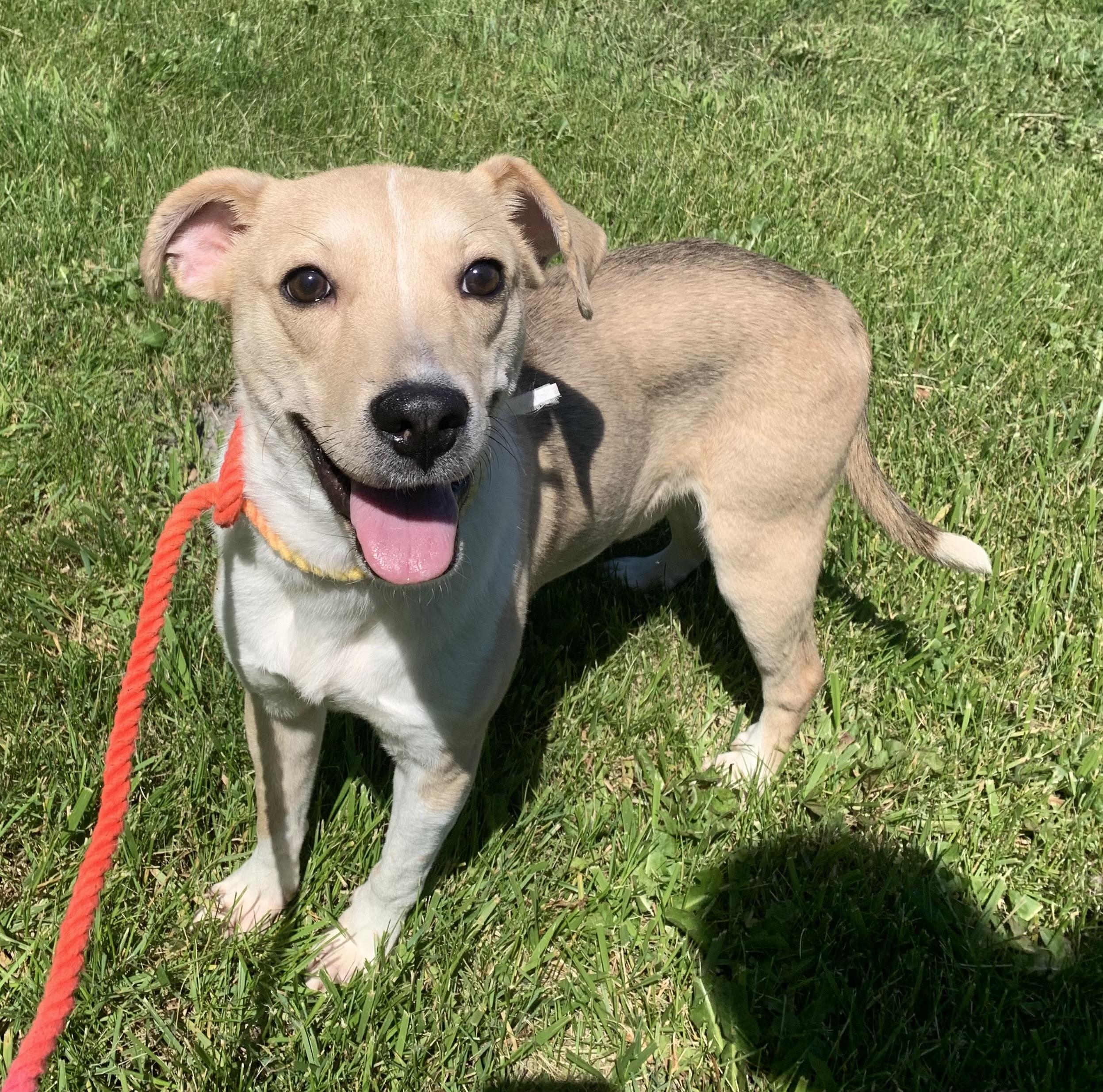 Enlarge Buddy, a ADOPTABLE mixed breed in Massena, NY image 5/5