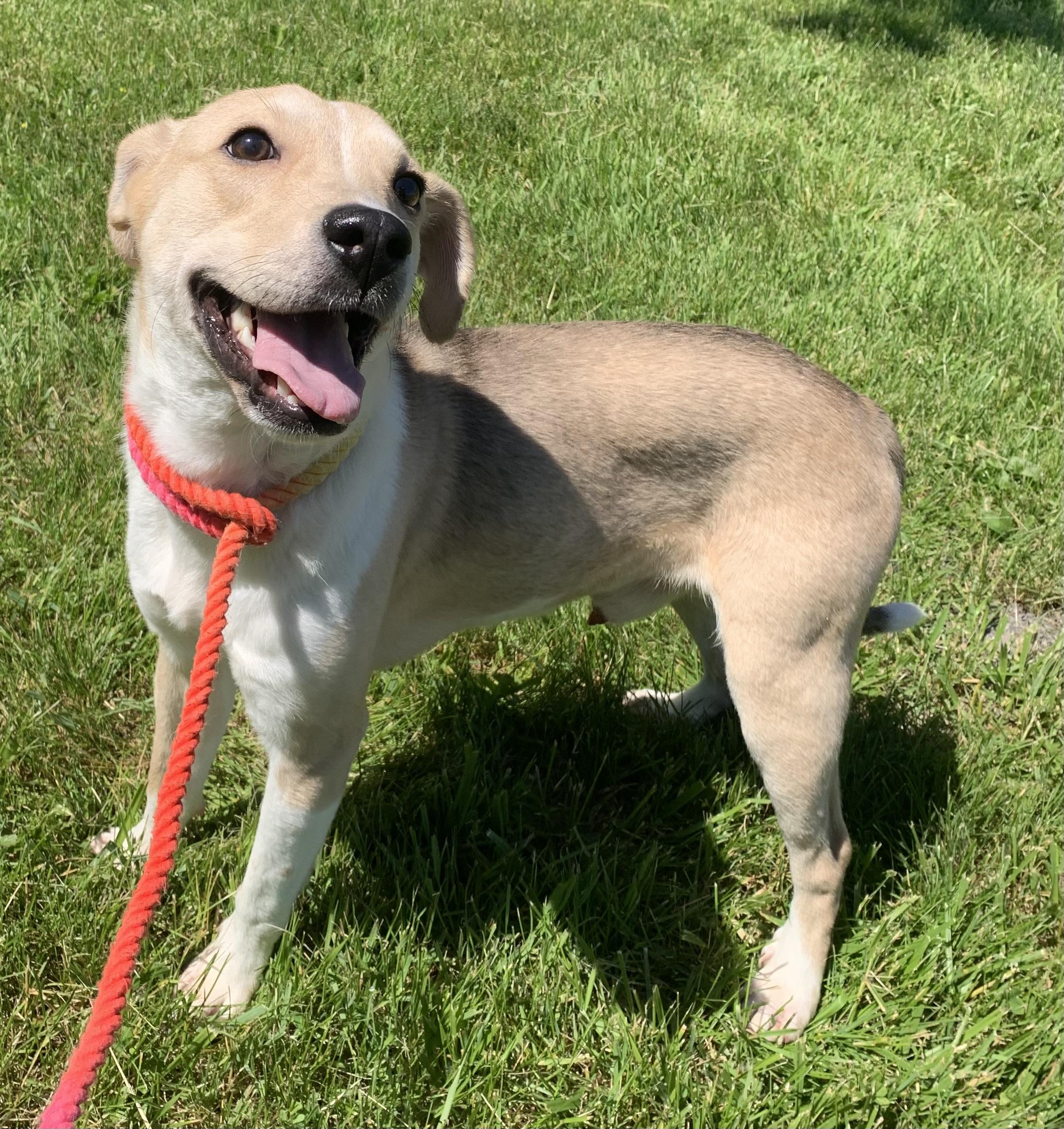 Buddy, ADOPTABLE, Adult Male Beagle.