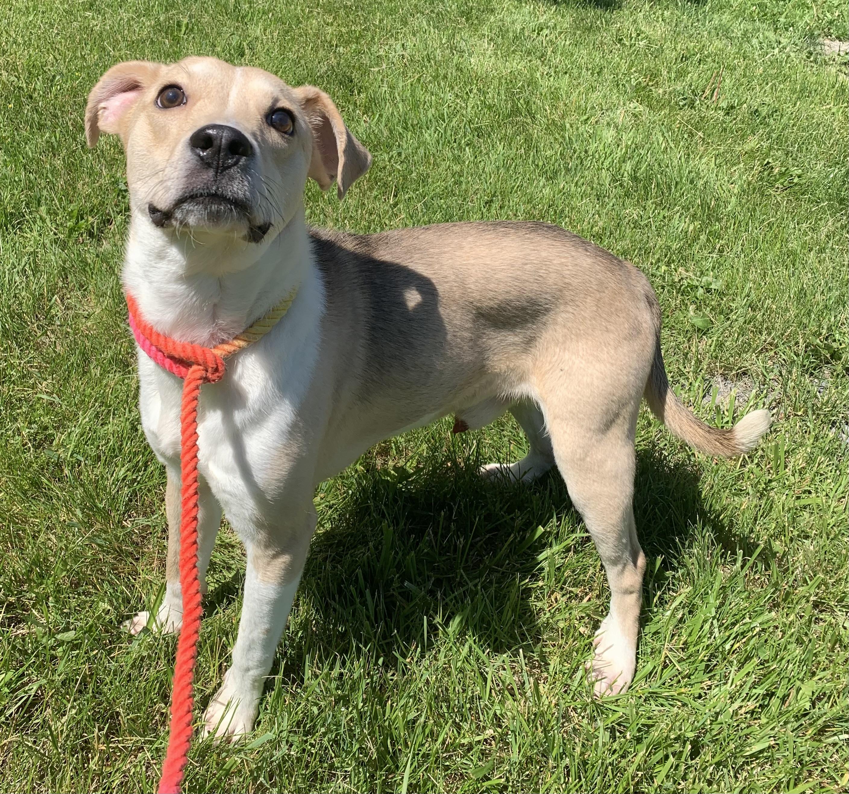 Enlarge Buddy, a ADOPTABLE mixed breed in Massena, NY image 3/5