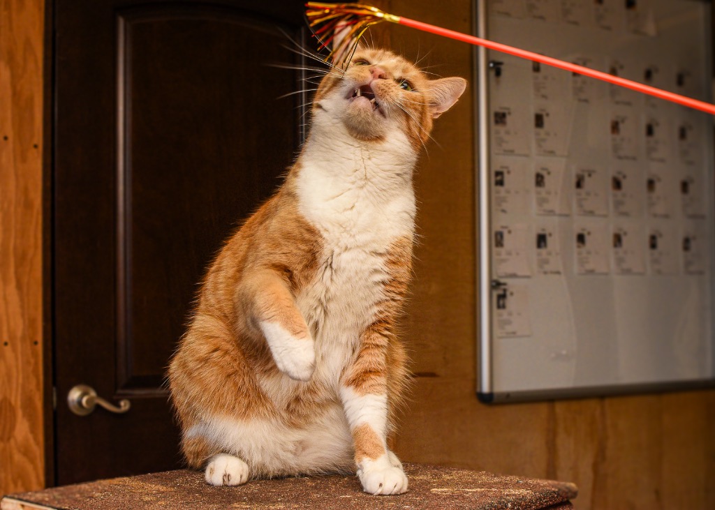 Enlarge Simba, a Adoptable Domestic Short Hair in Mira Loma, CA image 2/4