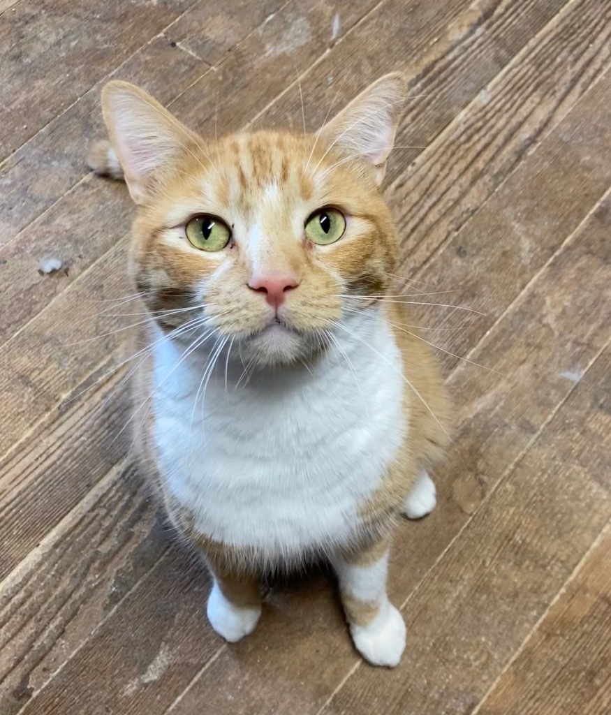 Enlarge Simba, a Adoptable Domestic Short Hair in Mira Loma, CA image 3/4