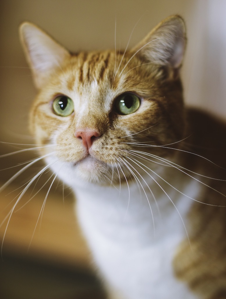 Simba, Adoptable, Adult Male Domestic Short Hair.