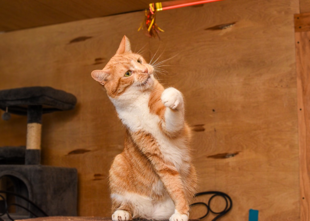 Enlarge Simba, a Adoptable Domestic Short Hair in Mira Loma, CA image 4/4