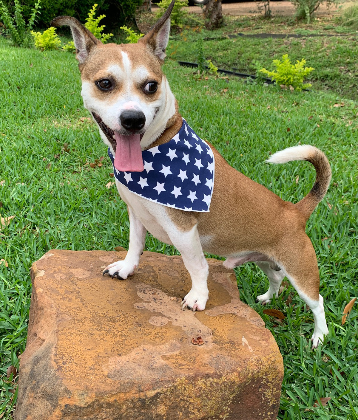 Dog for adoption Sweet Milo Luv Bug!, a Chihuahua & Fox Terrier Mix