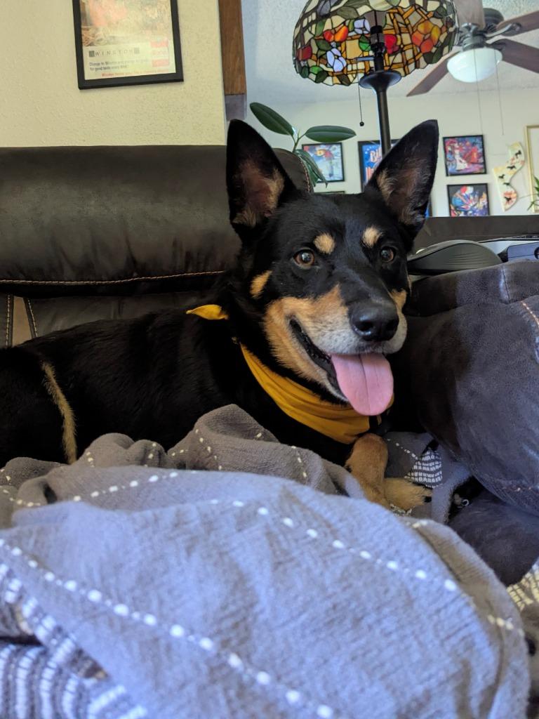 Montoya, Adoptable, Senior Male Australian Cattle Dog / Blue Heeler & Australian Kelpie.