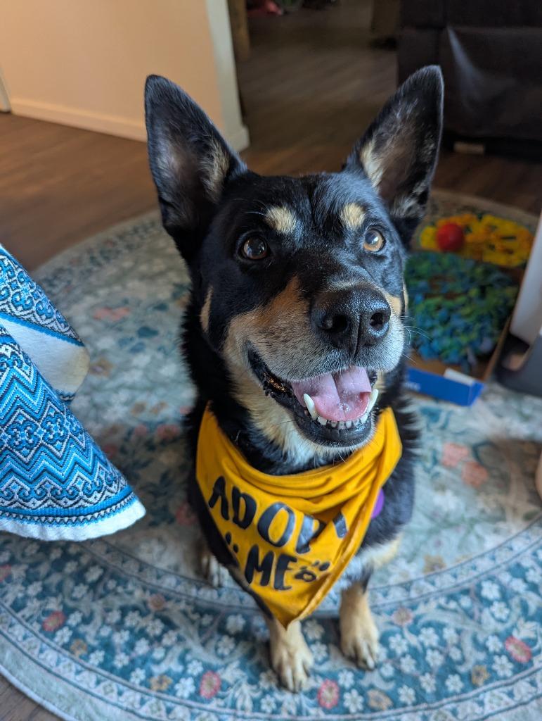 Enlarge Montoya, a Adoptable mixed breed in Chico, CA image 2/5