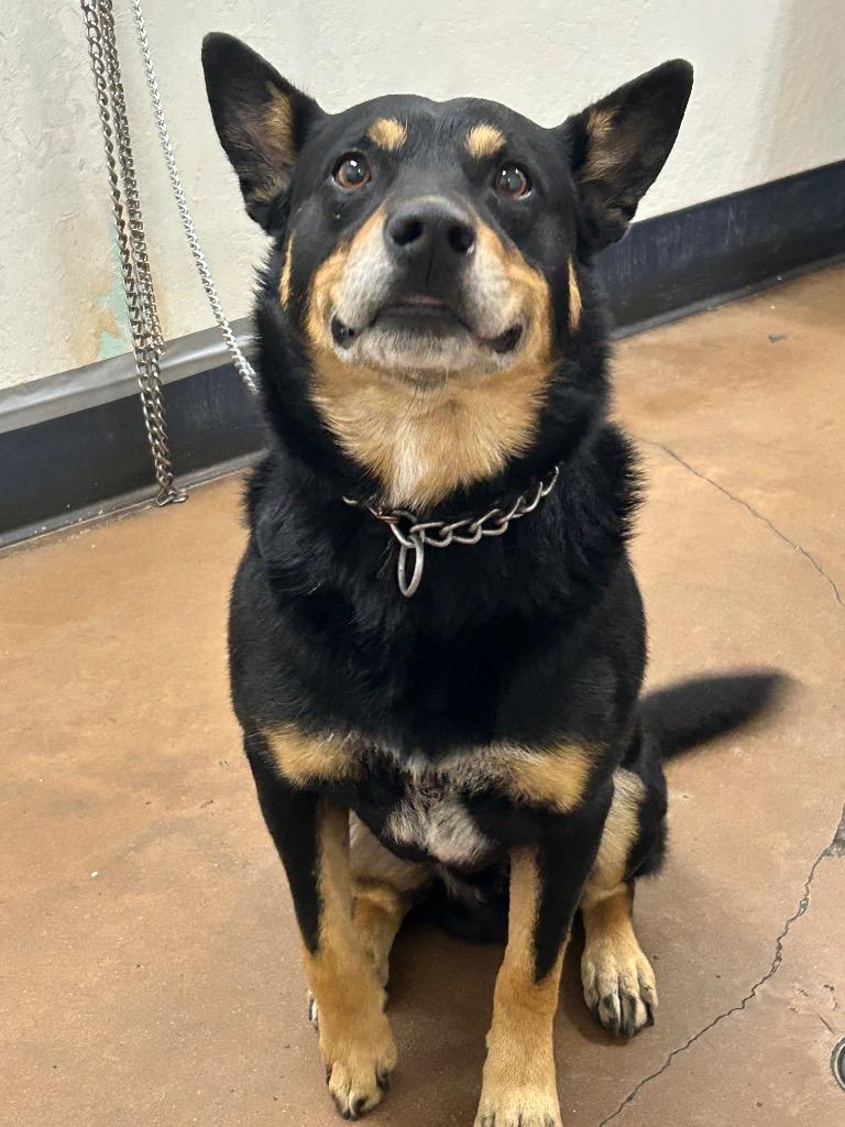 Enlarge Montoya, a Adoptable mixed breed in Chico, CA image 3/5