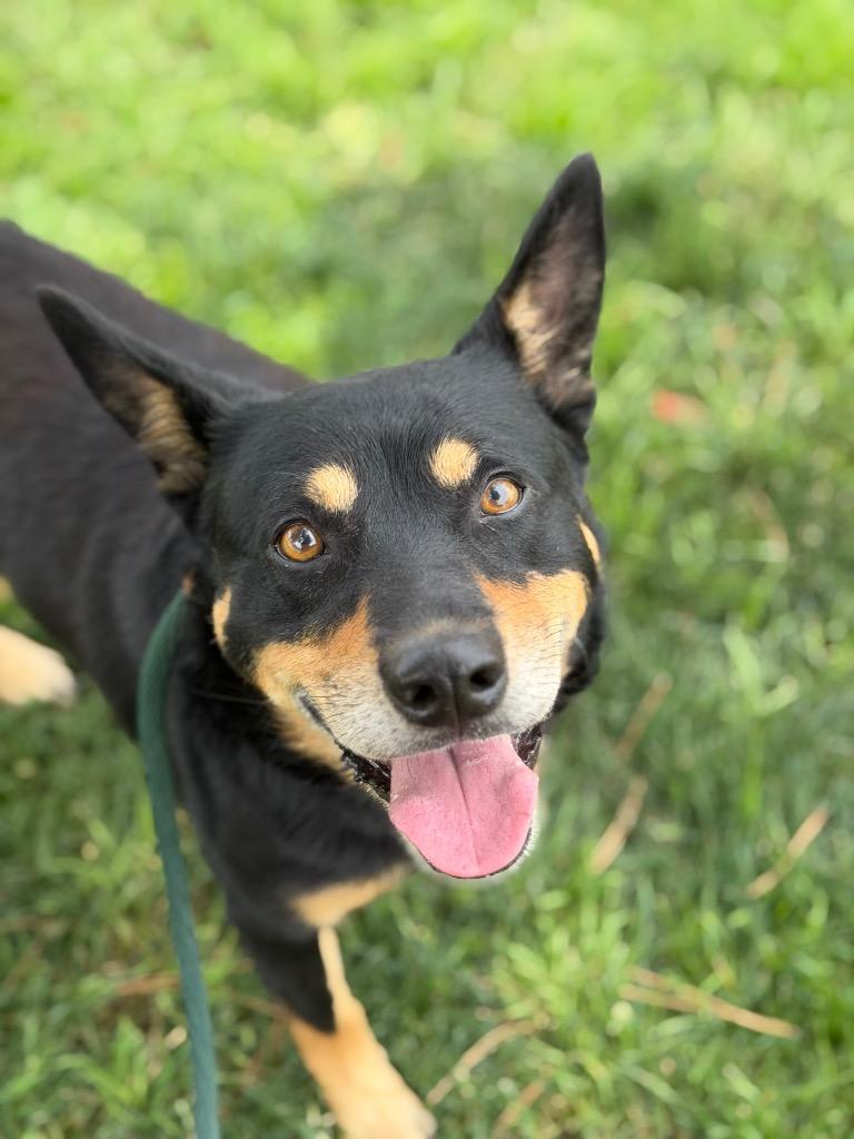 Enlarge Montoya, a Adoptable mixed breed in Chico, CA image 4/5