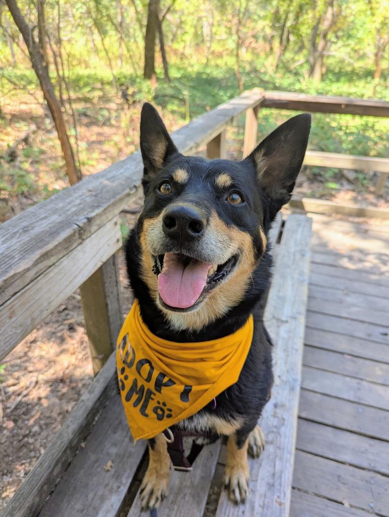 Enlarge Montoya, a Adoptable mixed breed in Chico, CA image 5/5