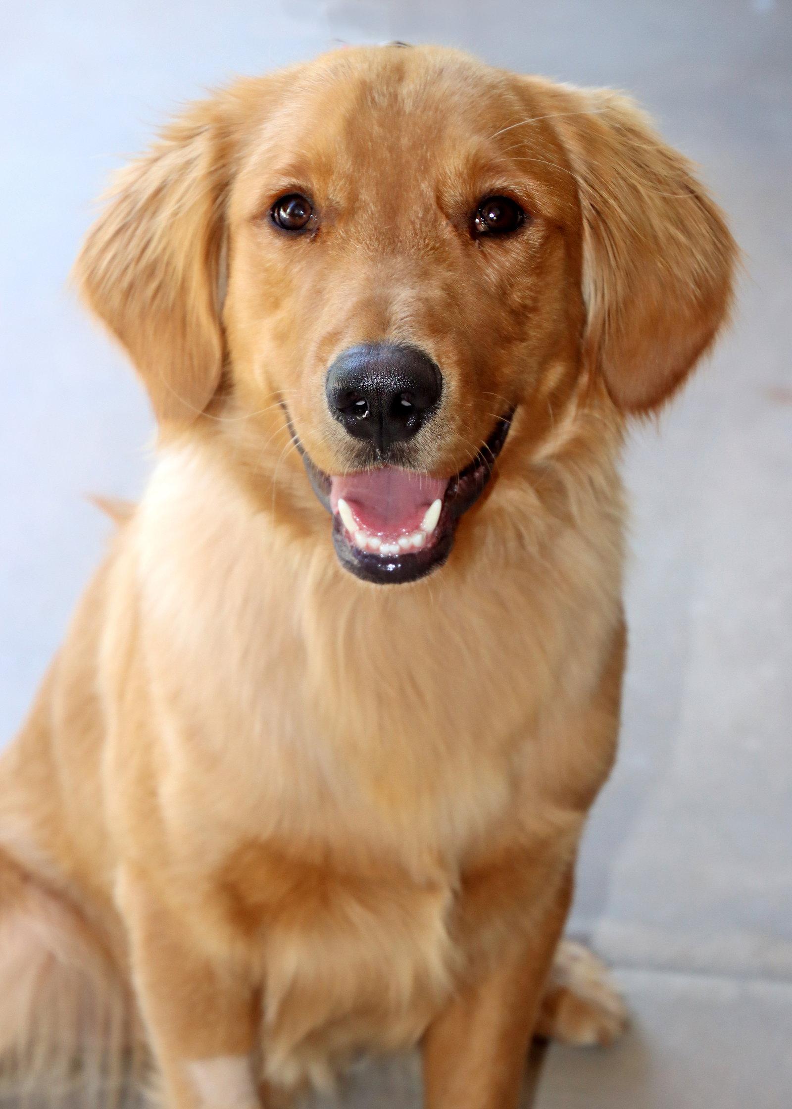 Teddy, a Adoptable Golden Retriever in Glendale, AZ image 1/2