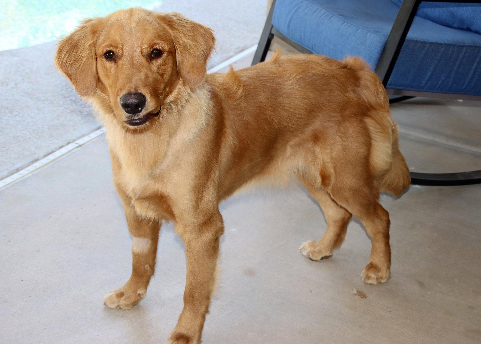 Teddy, a Adoptable Golden Retriever in Glendale, AZ image 2/2