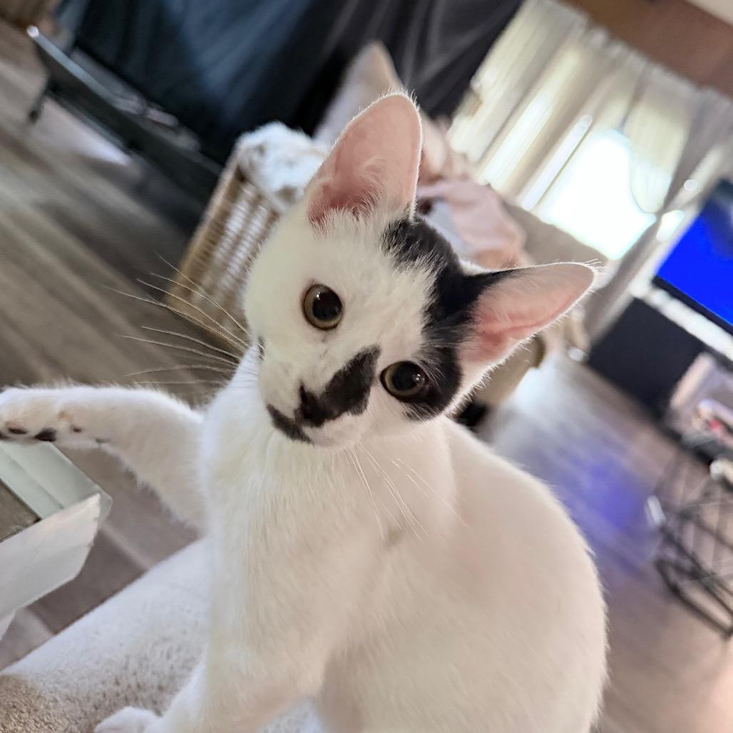 Floki, Adoptable, Young Male American Shorthair & American Shorthair.