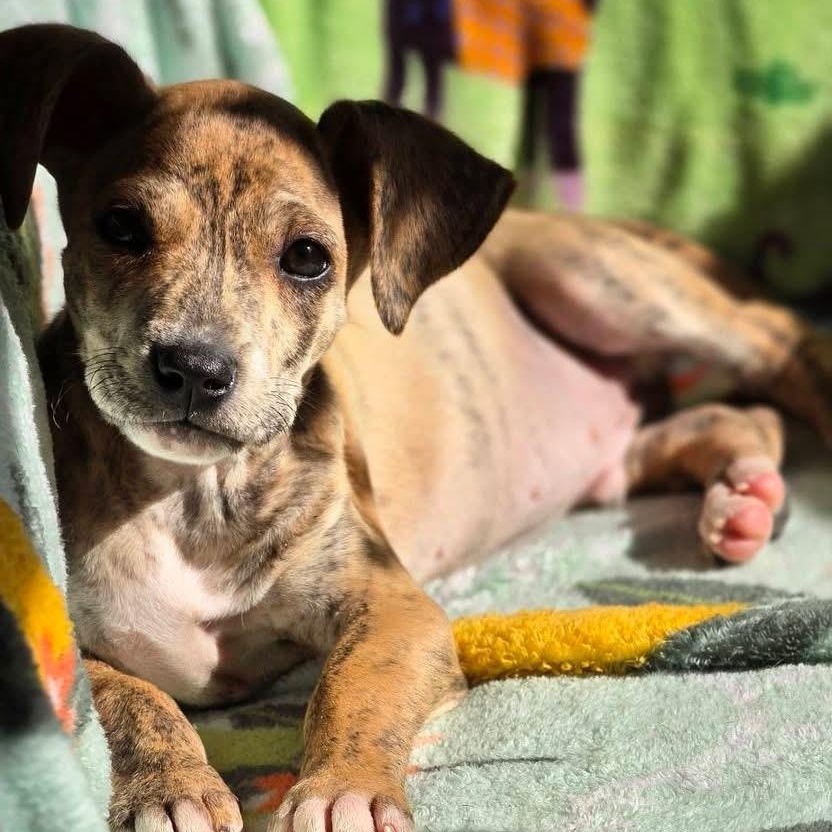 Danny Boy, a Adoptable mixed breed in Louisville, KY image 1/2