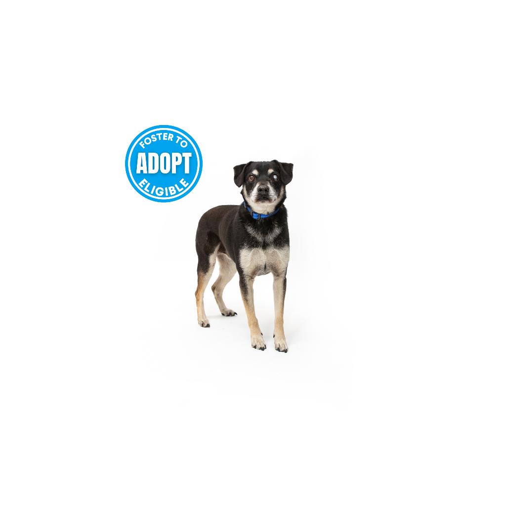 Enlarge Walter, a Adoptable Mixed Breed in Playa Vista, CA image 1/2