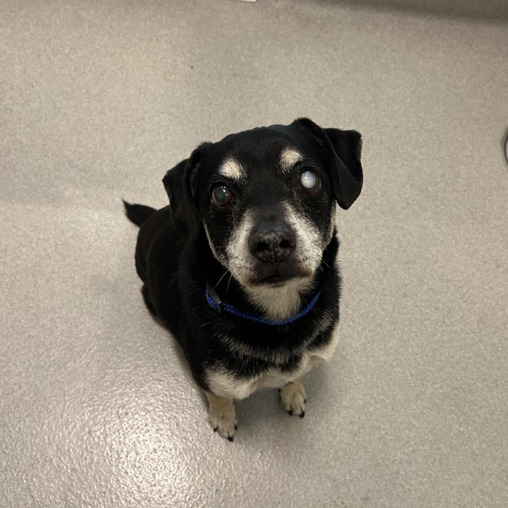 Enlarge Walter, a Adoptable Mixed Breed in Playa Vista, CA image 2/2