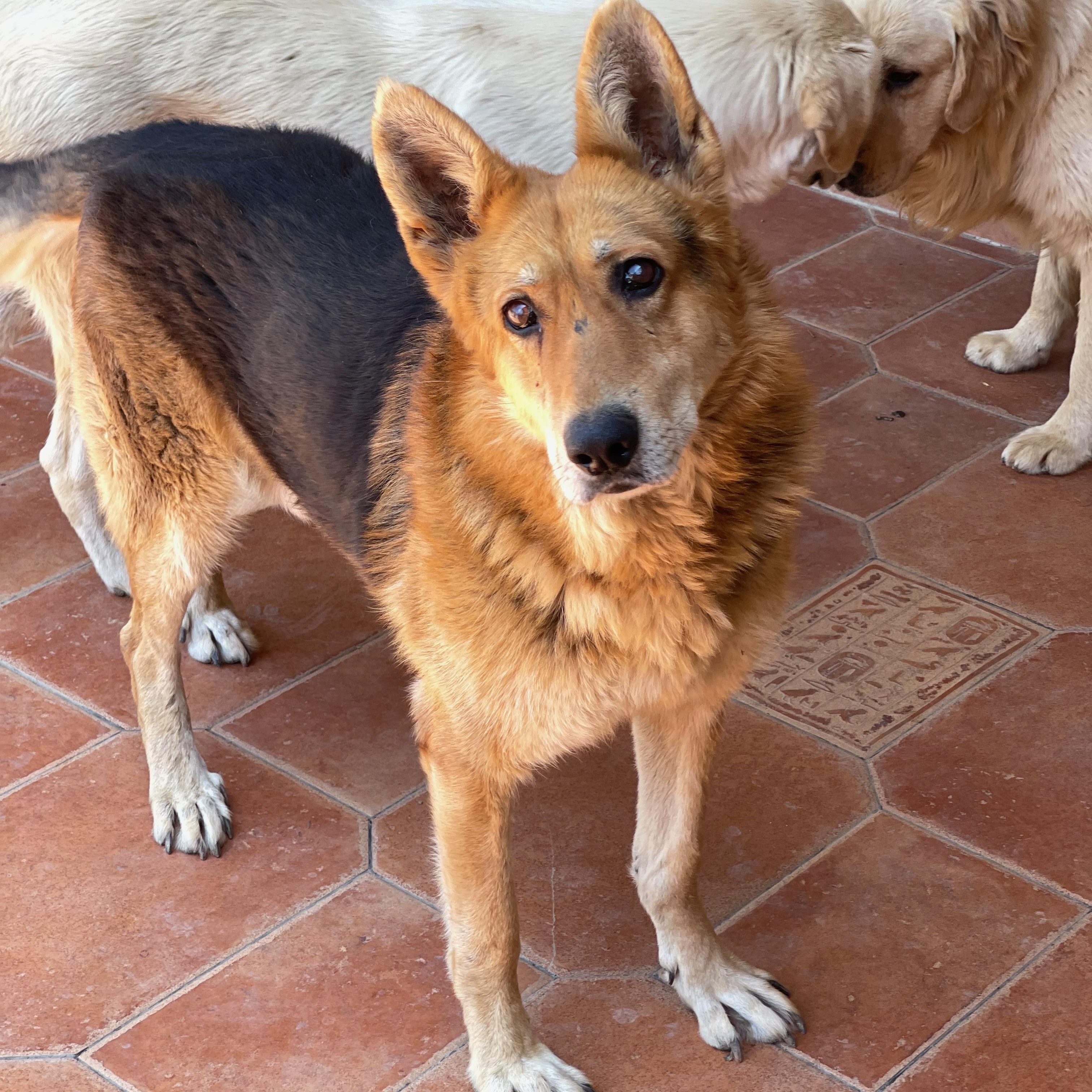 BLIND_POLAfromAzerbaijan, a Adoptable mixed breed in Colts Neck , NJ image 3/6