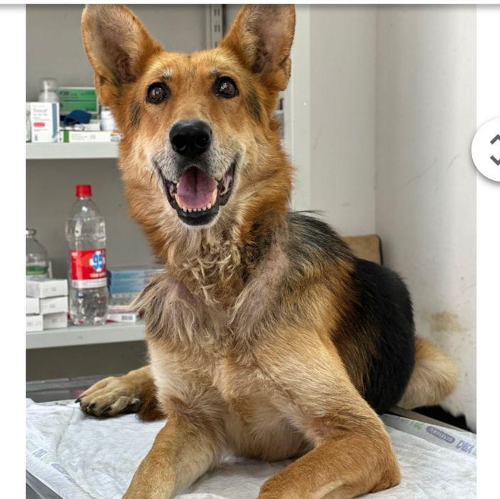 BLIND_POLAfromAzerbaijan, a Adoptable mixed breed in Colts Neck , NJ image 1/6