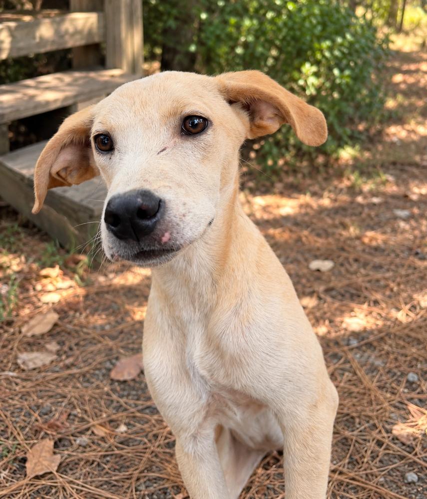Enlarge George - Beatles Pups, a Adoptable mixed breed in Lancaster, PA image 1/5