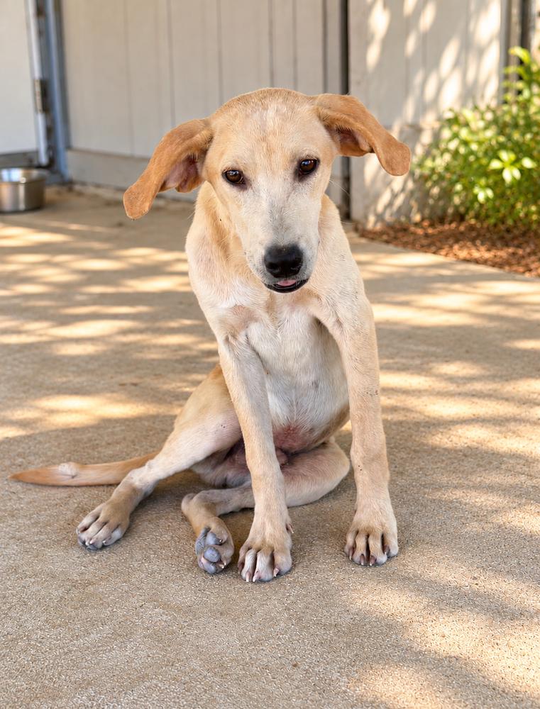 Enlarge George - Beatles Pups, a Adoptable mixed breed in Lancaster, PA image 2/5