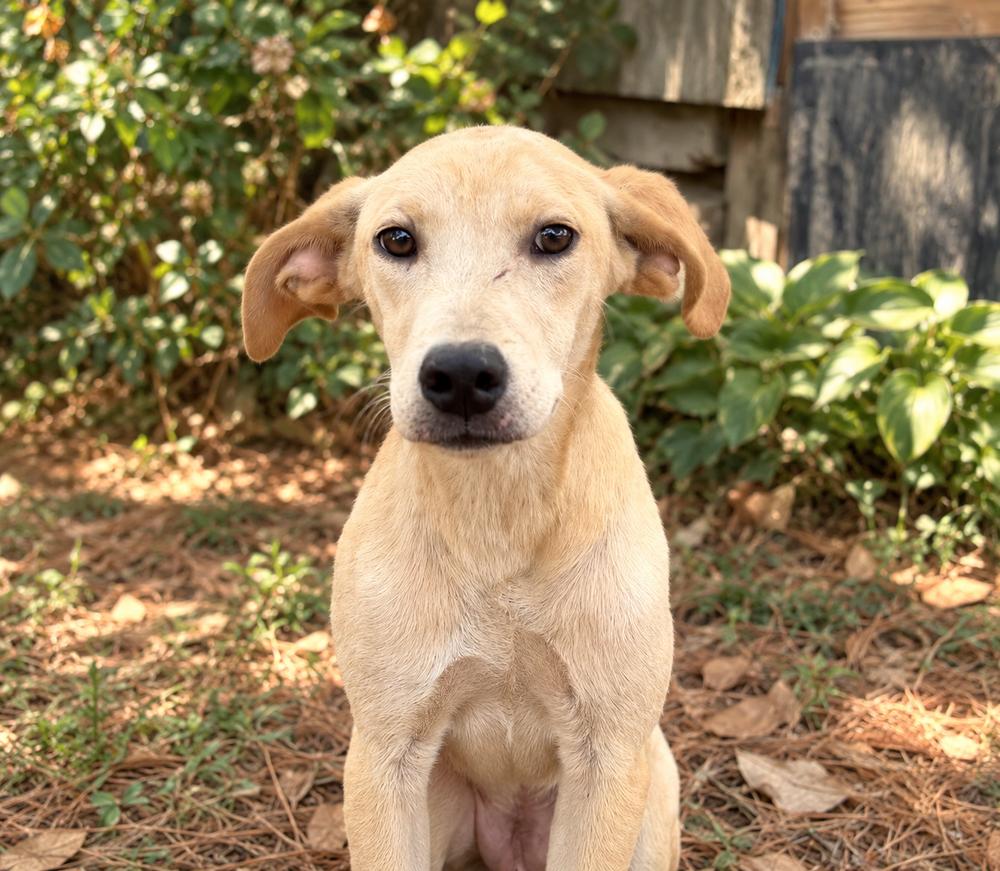 Enlarge George - Beatles Pups, a Adoptable mixed breed in Lancaster, PA image 3/5