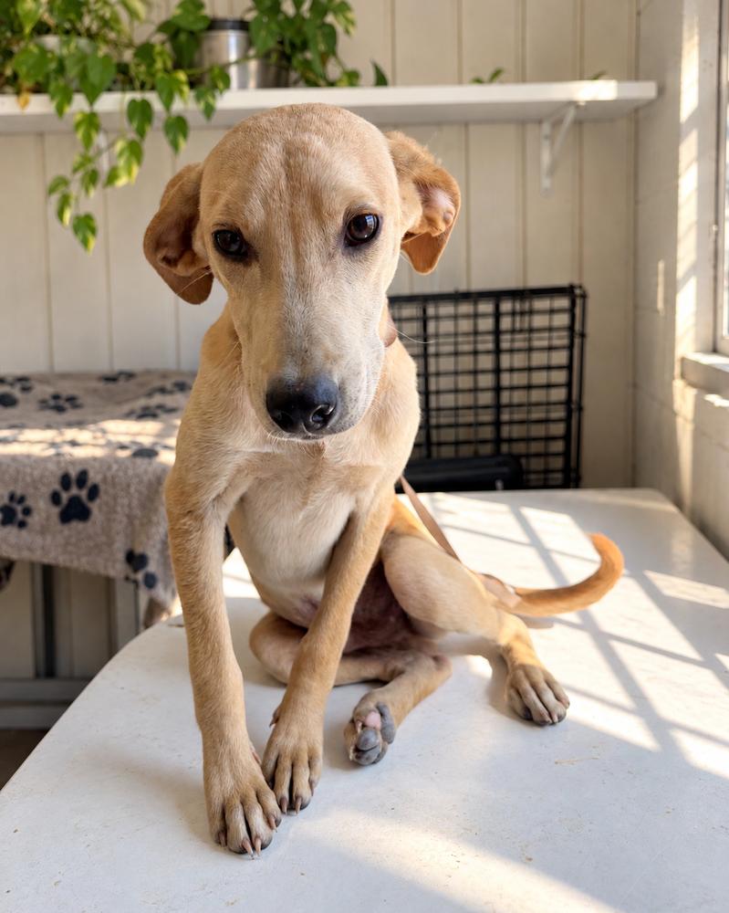 Enlarge George - Beatles Pups, a Adoptable mixed breed in Lancaster, PA image 4/5