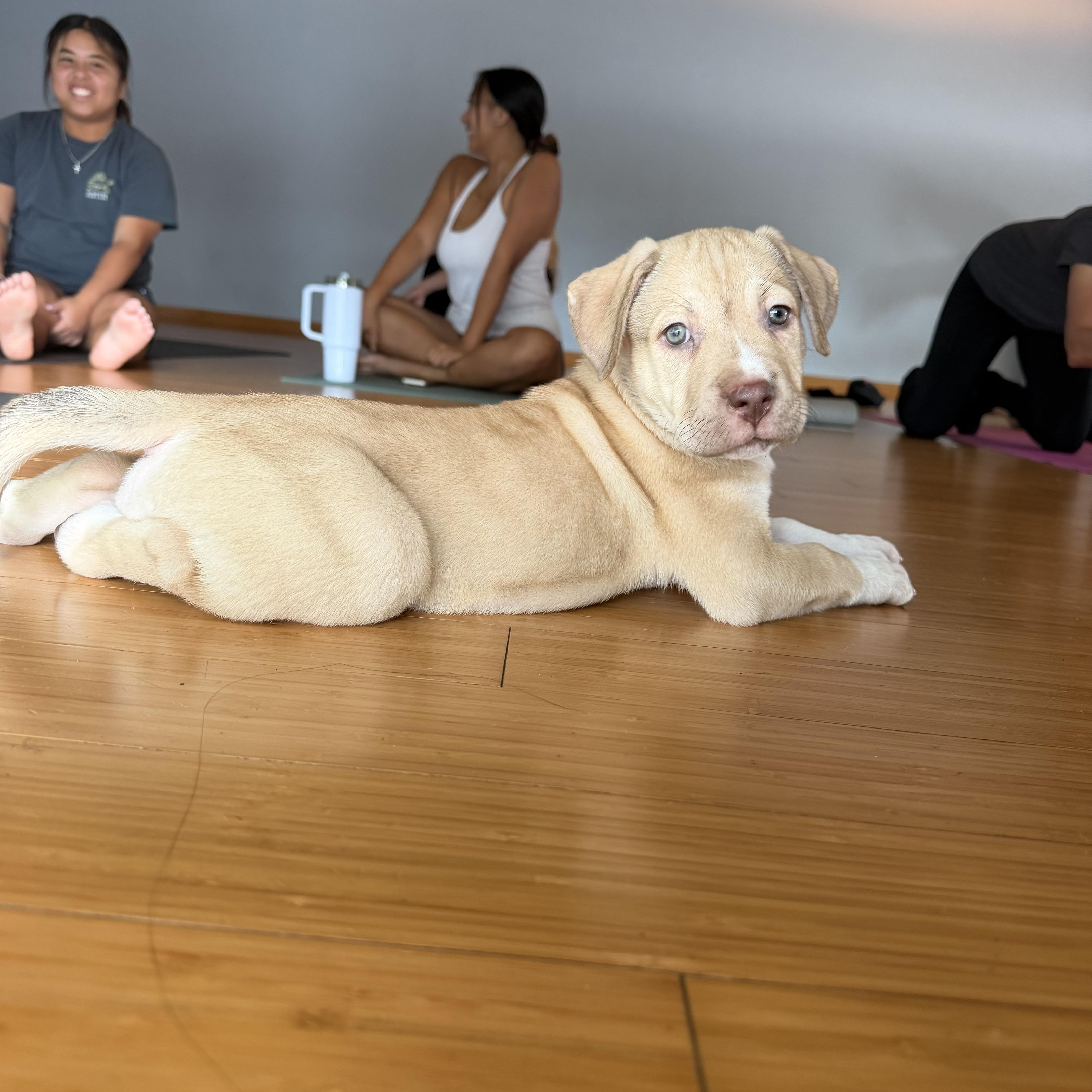 Enlarge Mary Mack, a Adoptable mixed breed in Pasadena, CA image 6/6